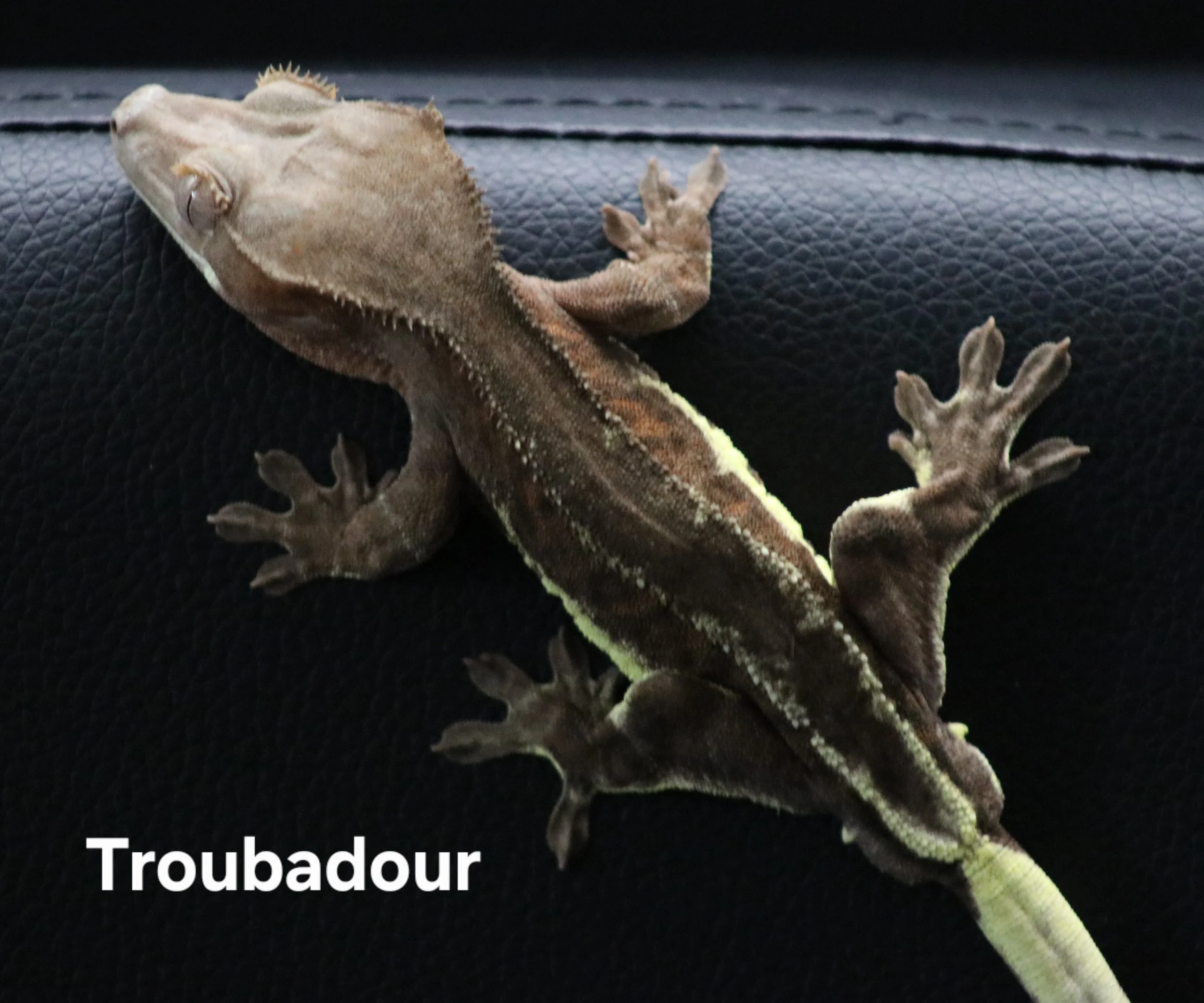 Troubadour .jpg