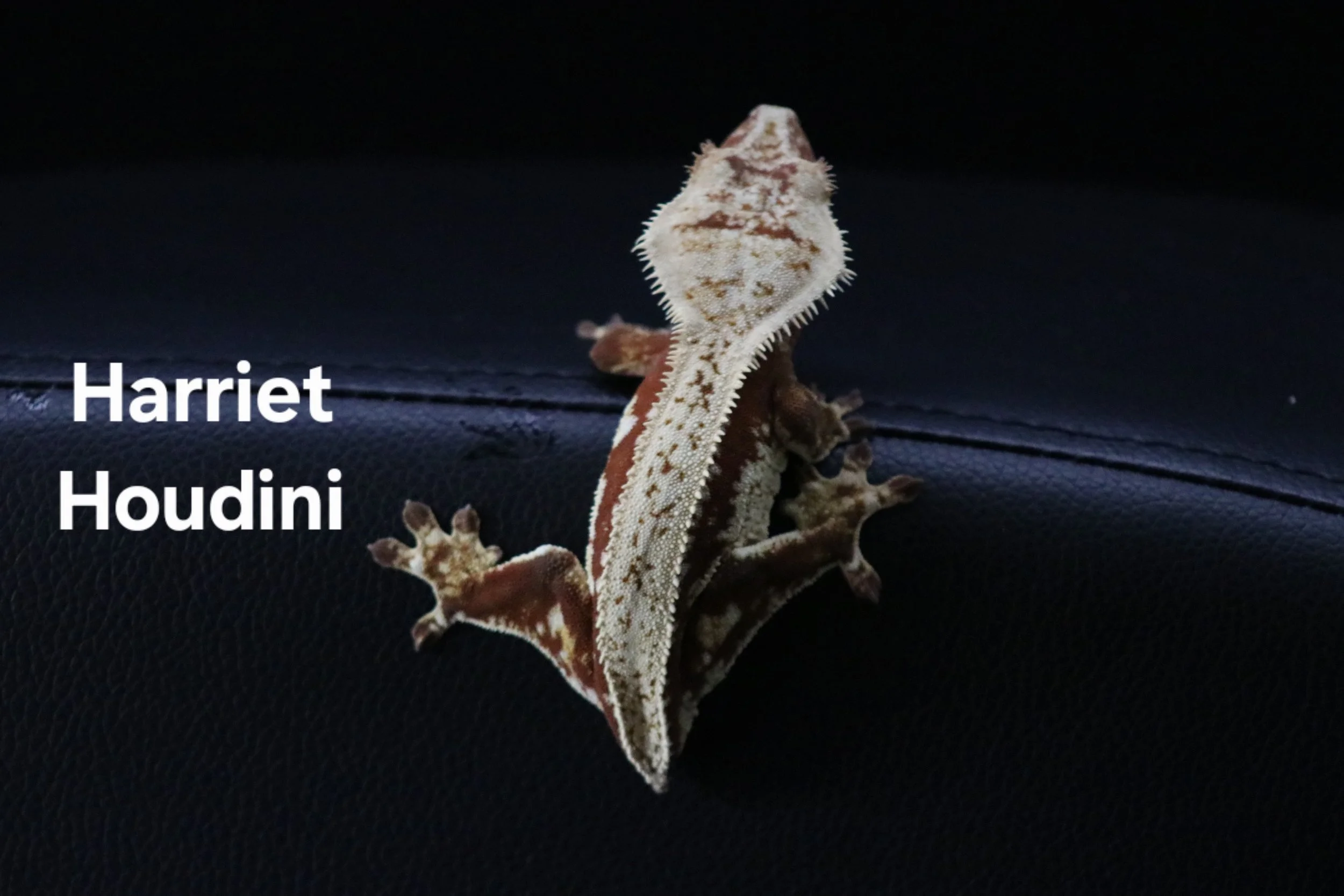 Harriet Houdini .JPG
