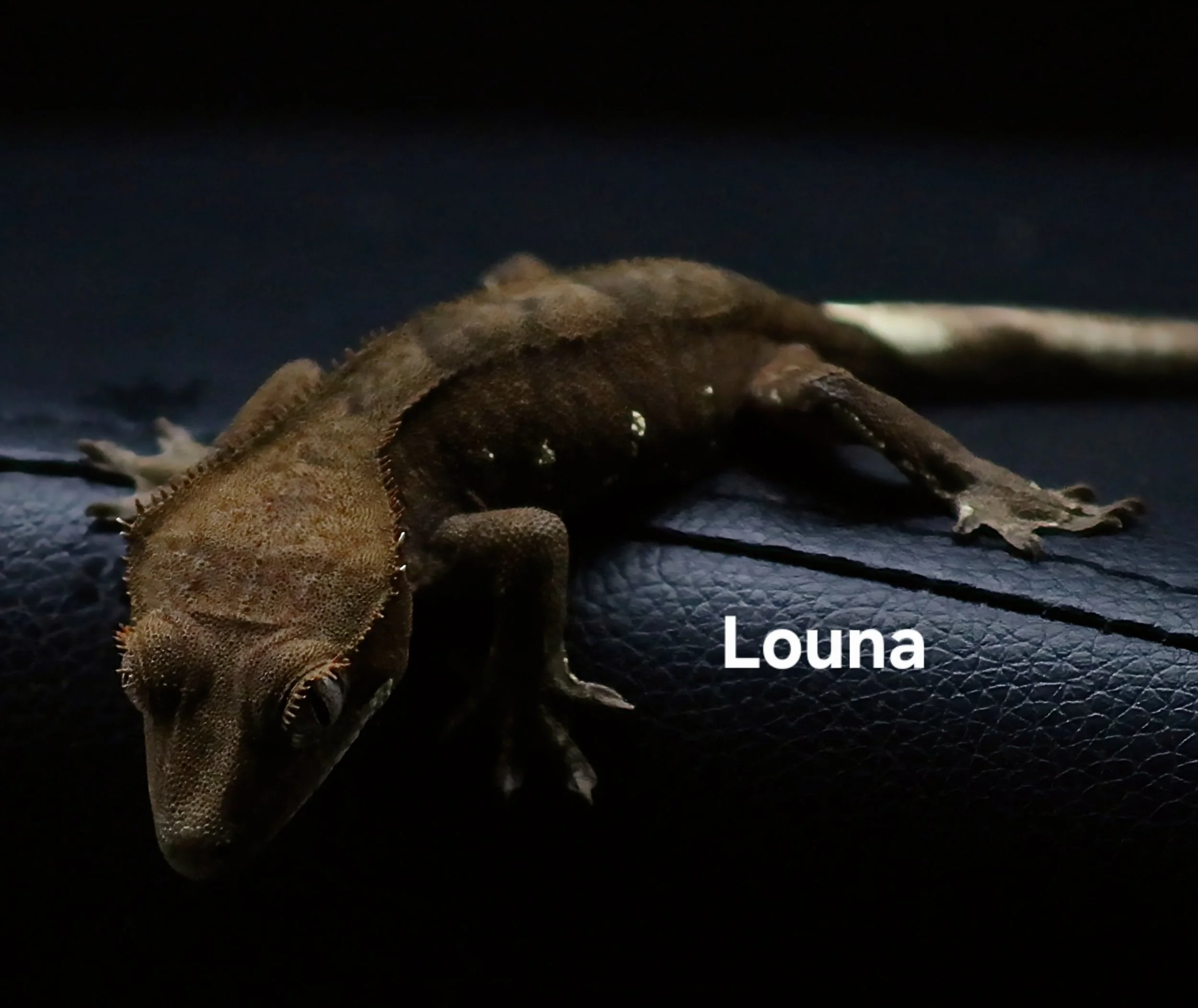 LOUNA (FACE).JPG