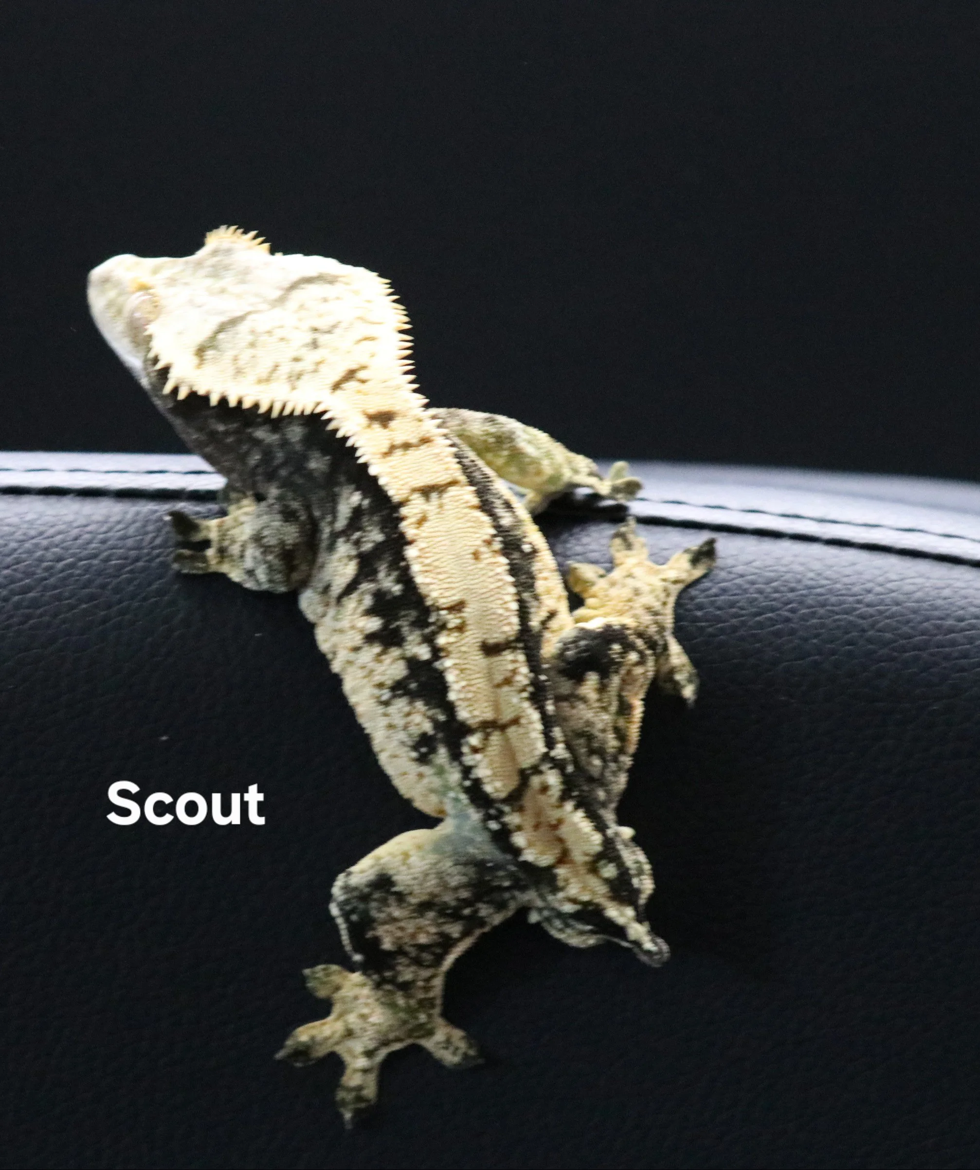 Scout.jpg