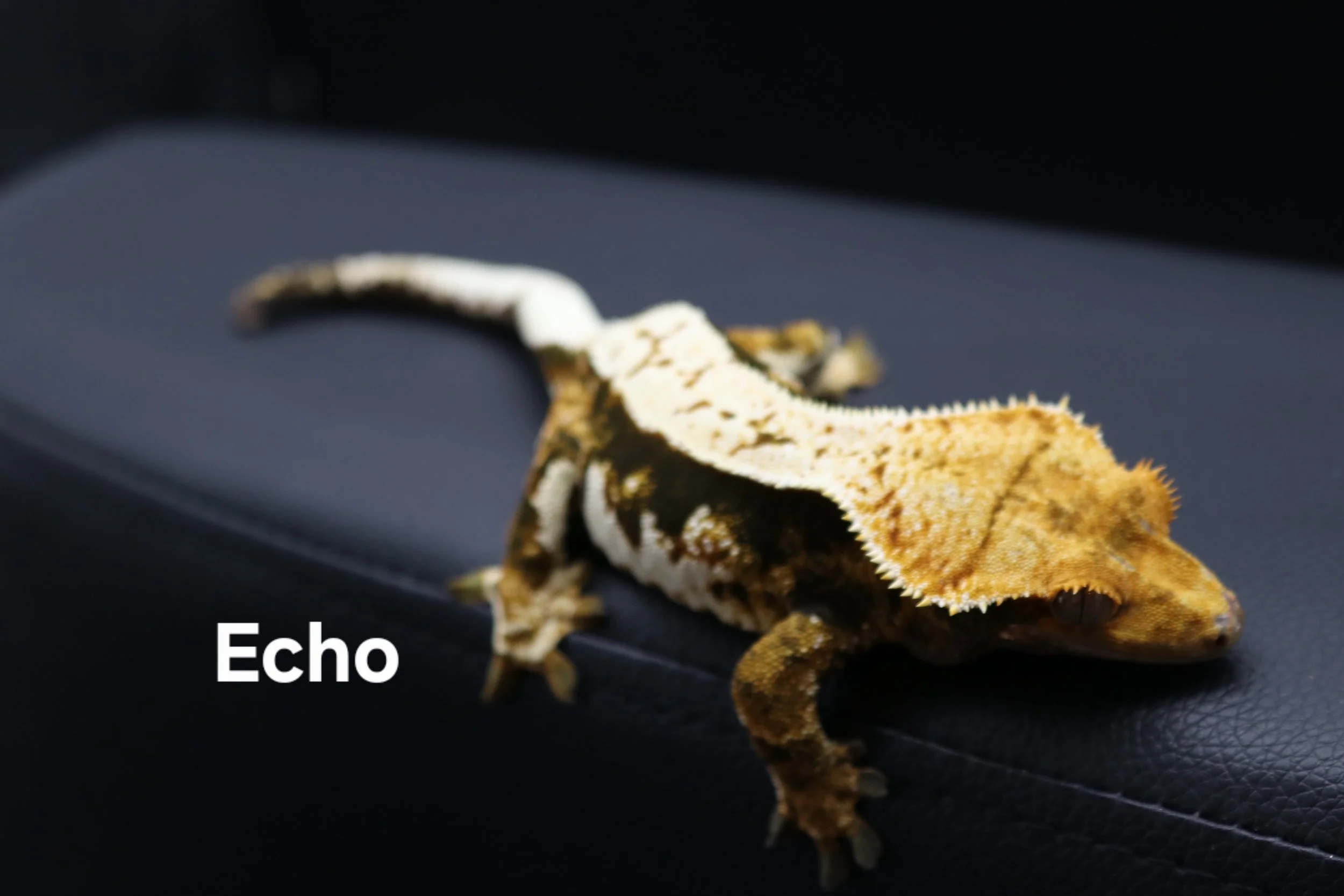 Echo.JPG