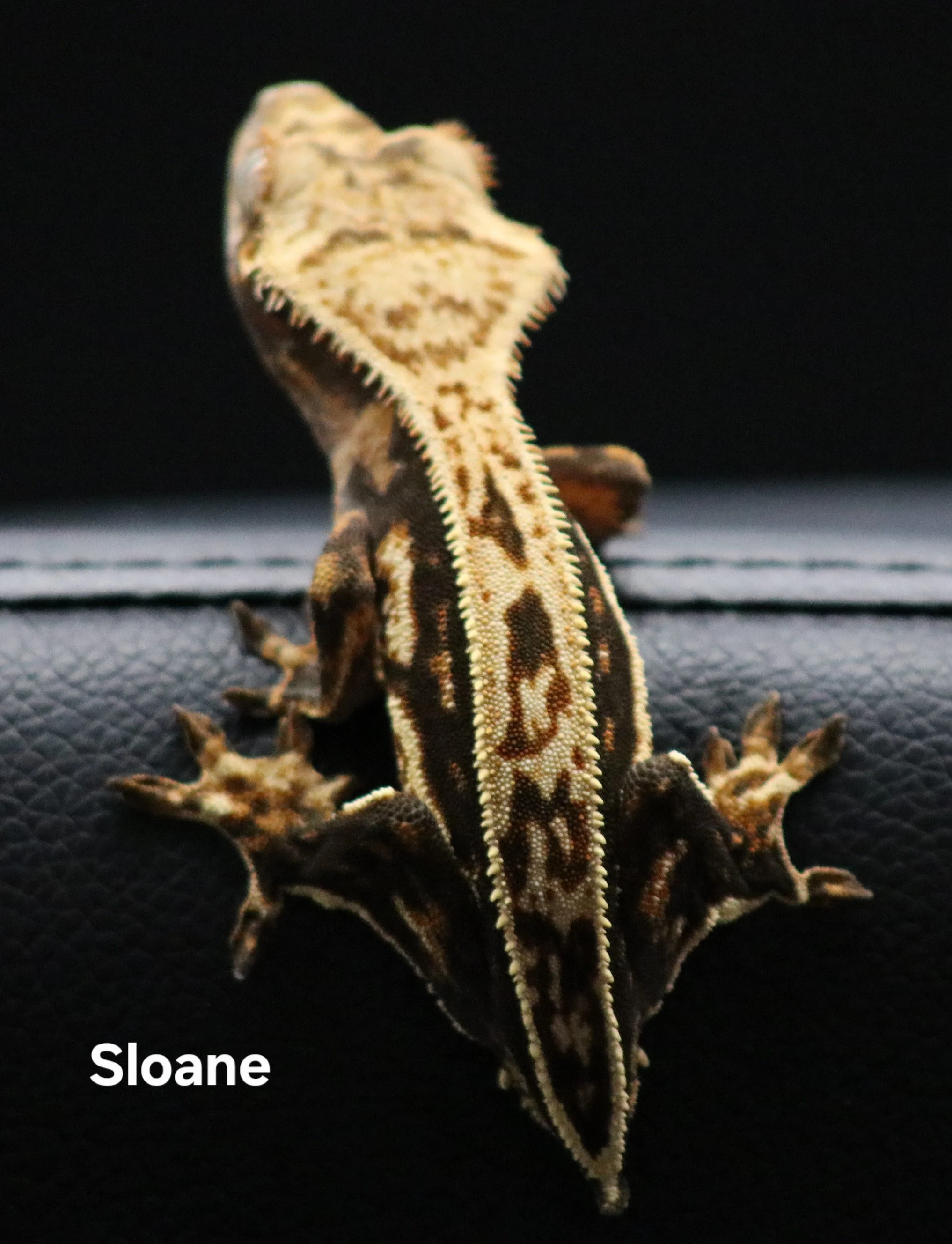 Sloane.jpg