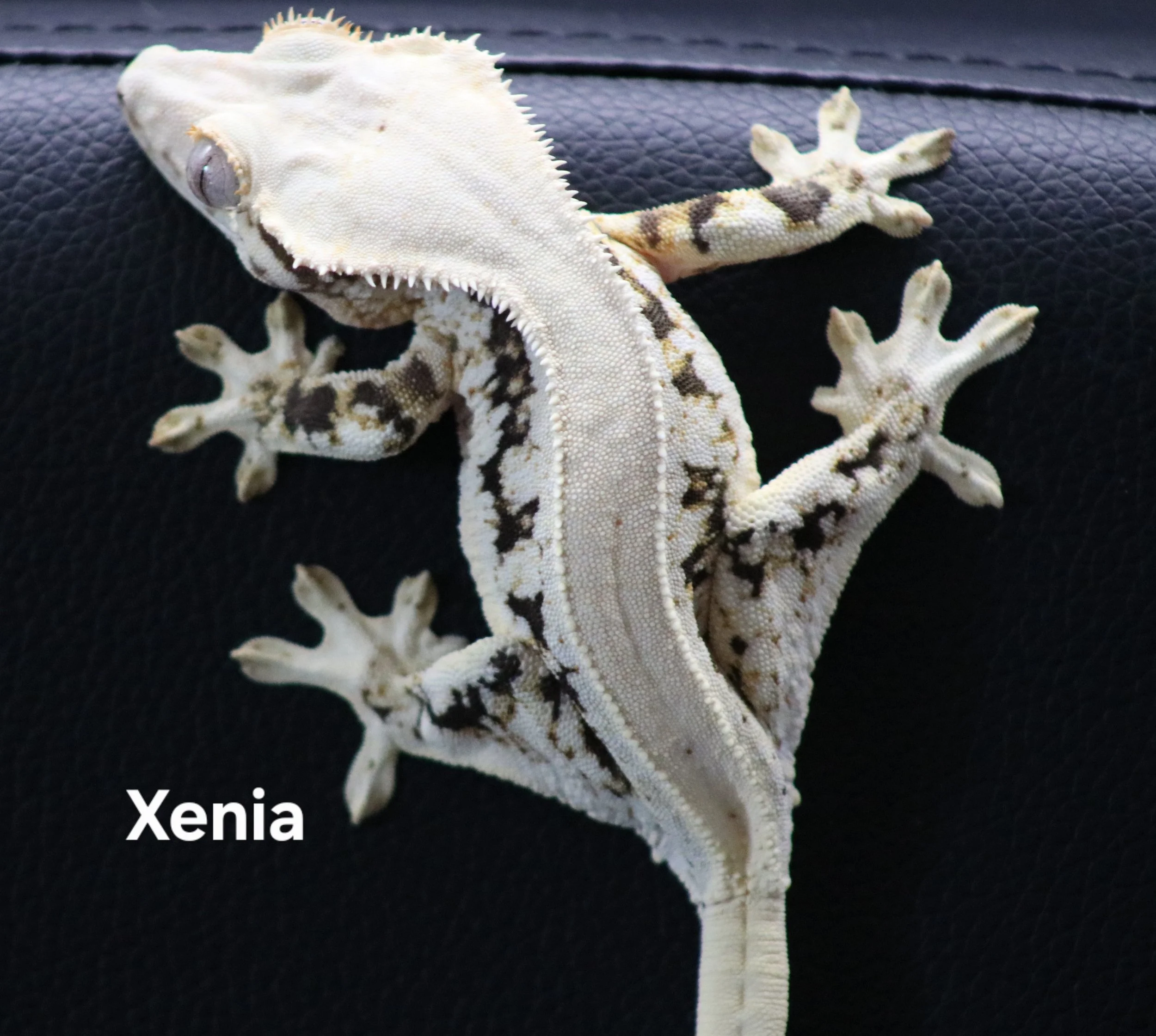 Xenia.jpg