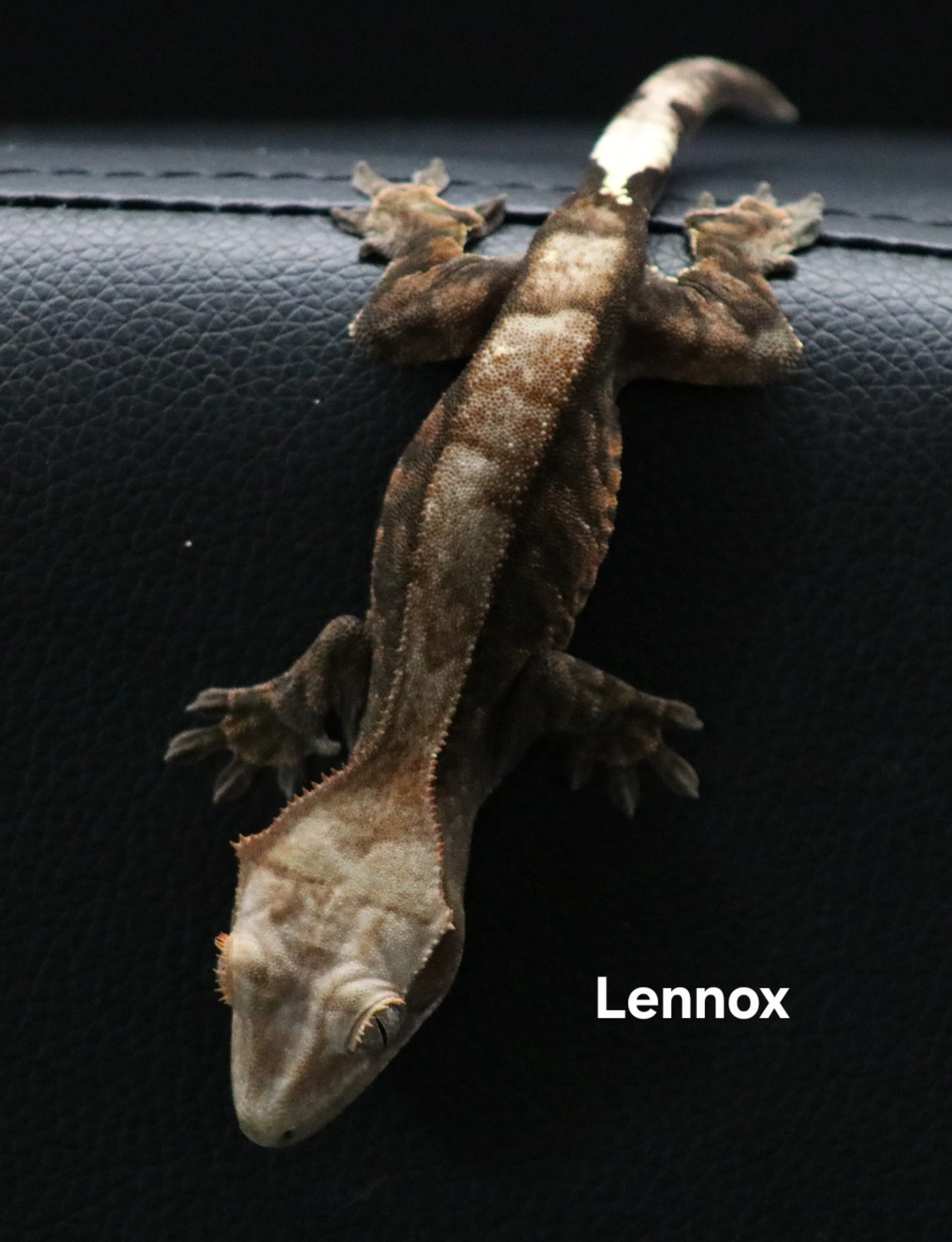 Lennox.jpg