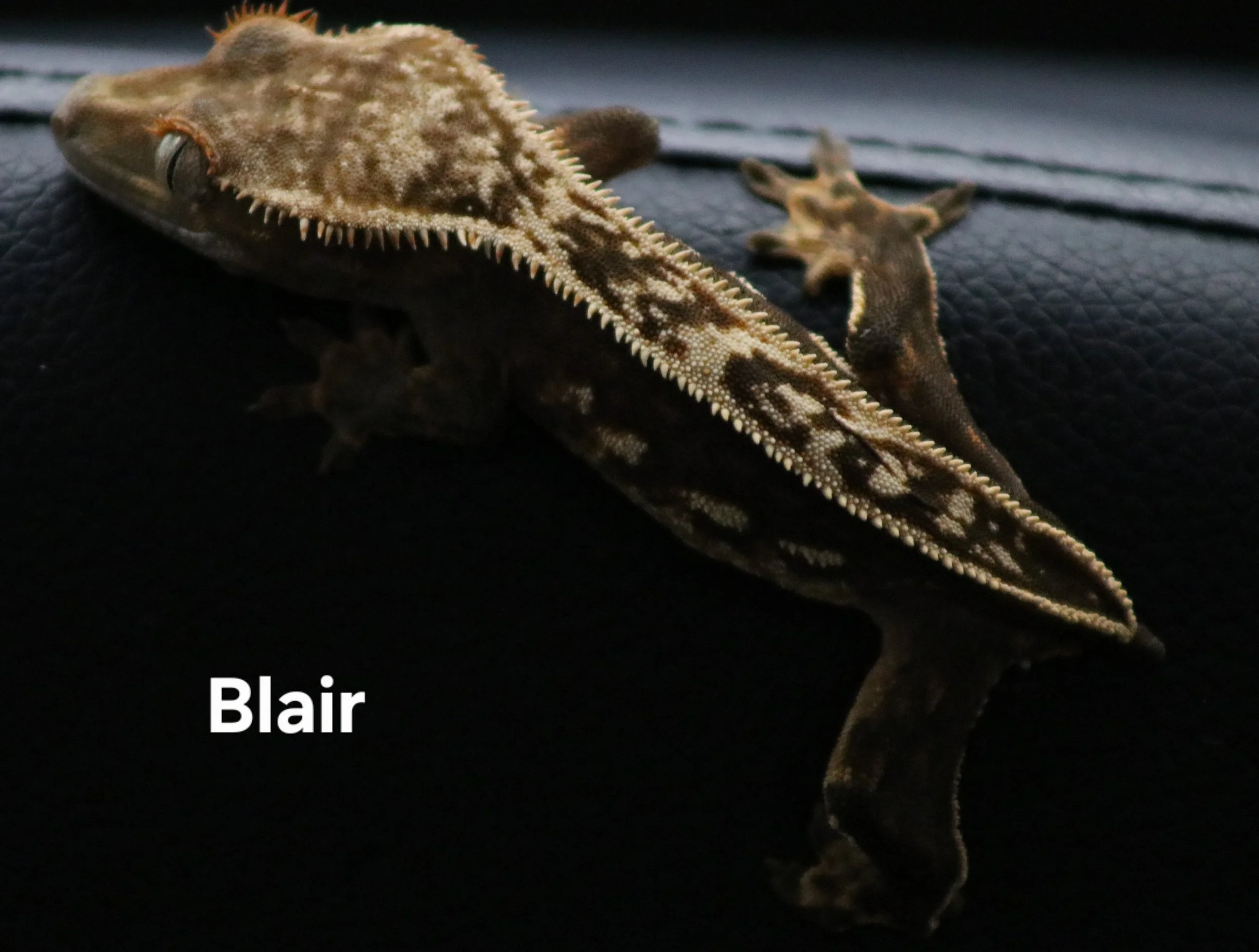 Blair (1).jpg
