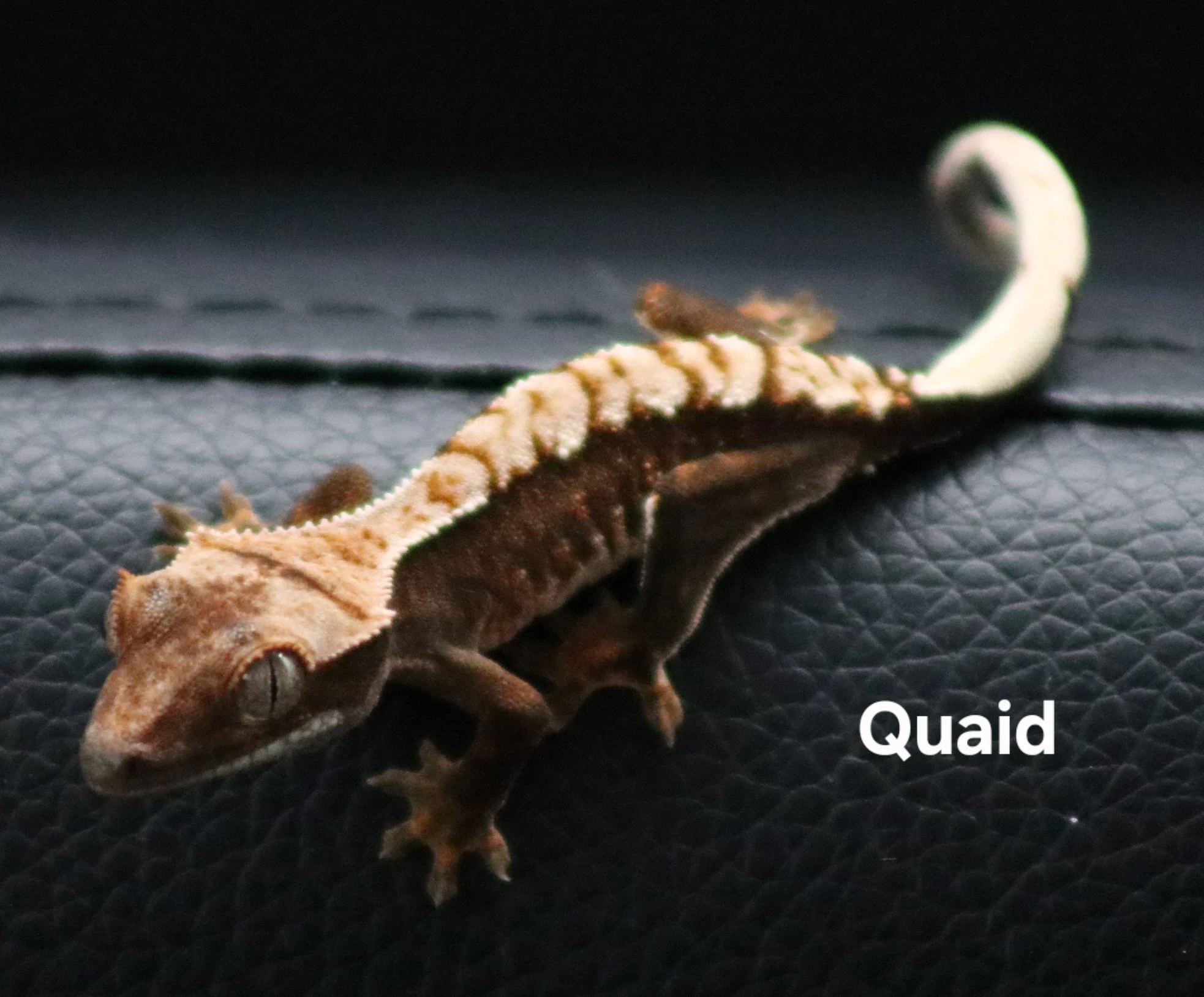 Quaid.jpg