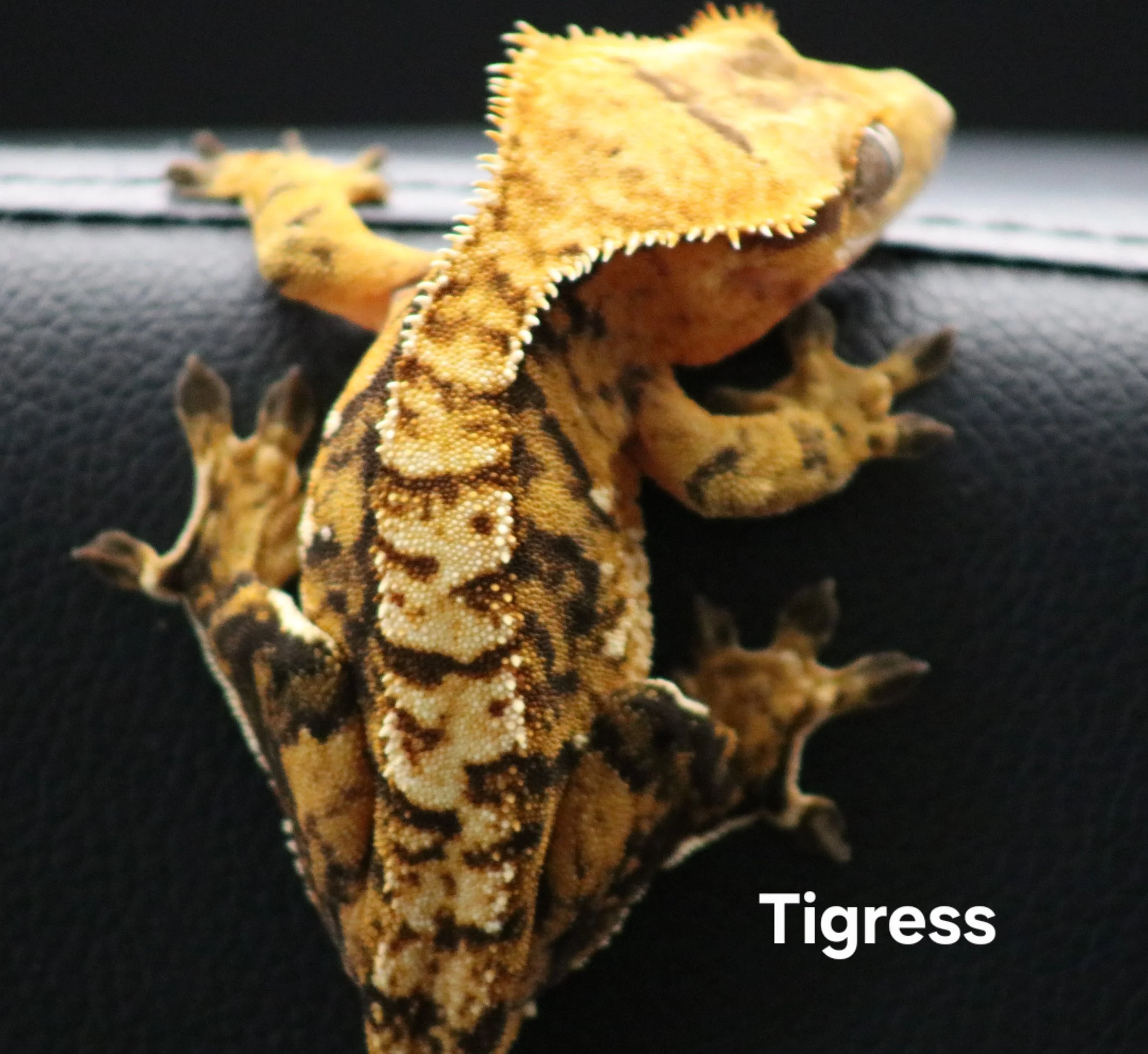 Tigress.jpg