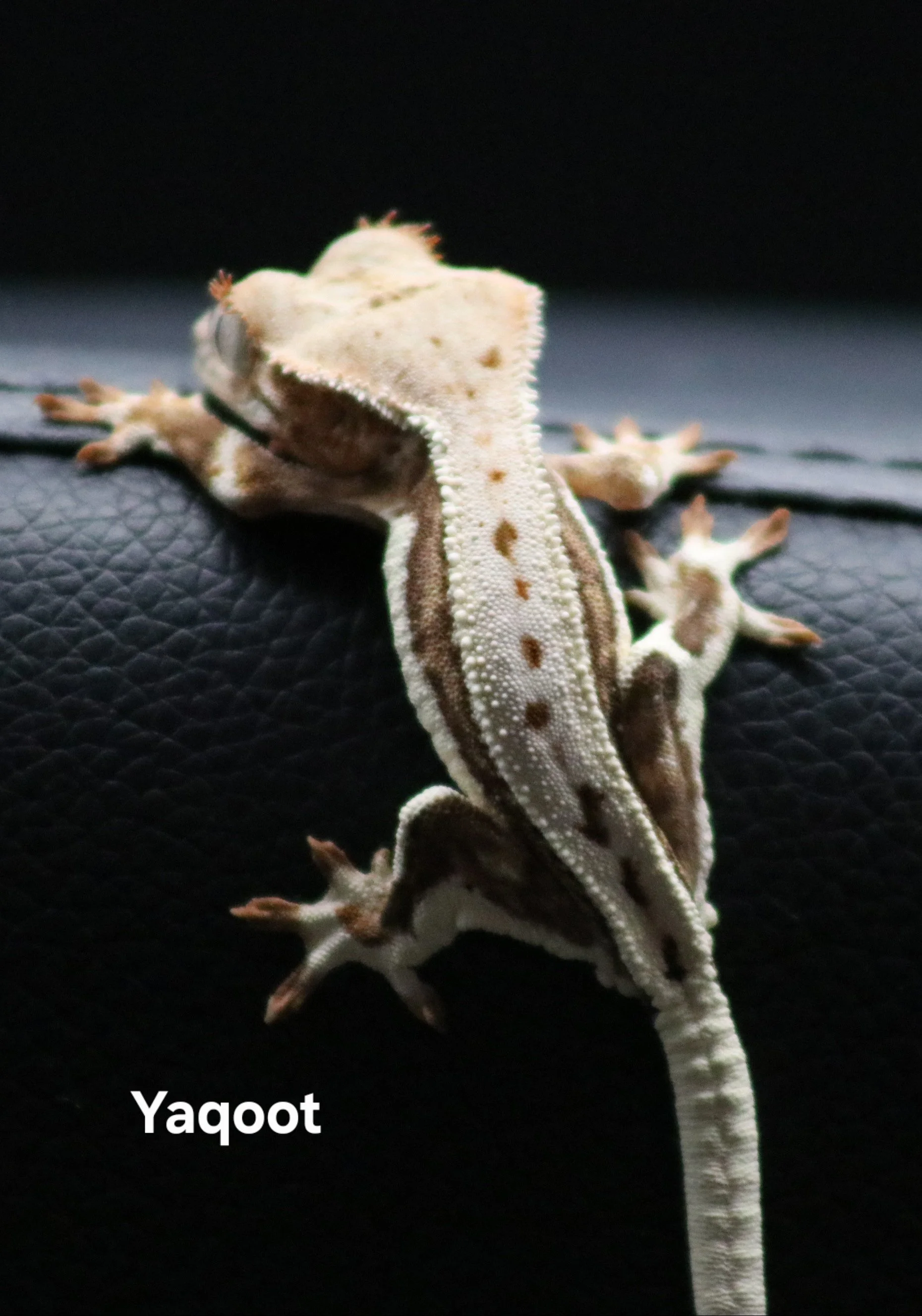 Yaqoot .jpg