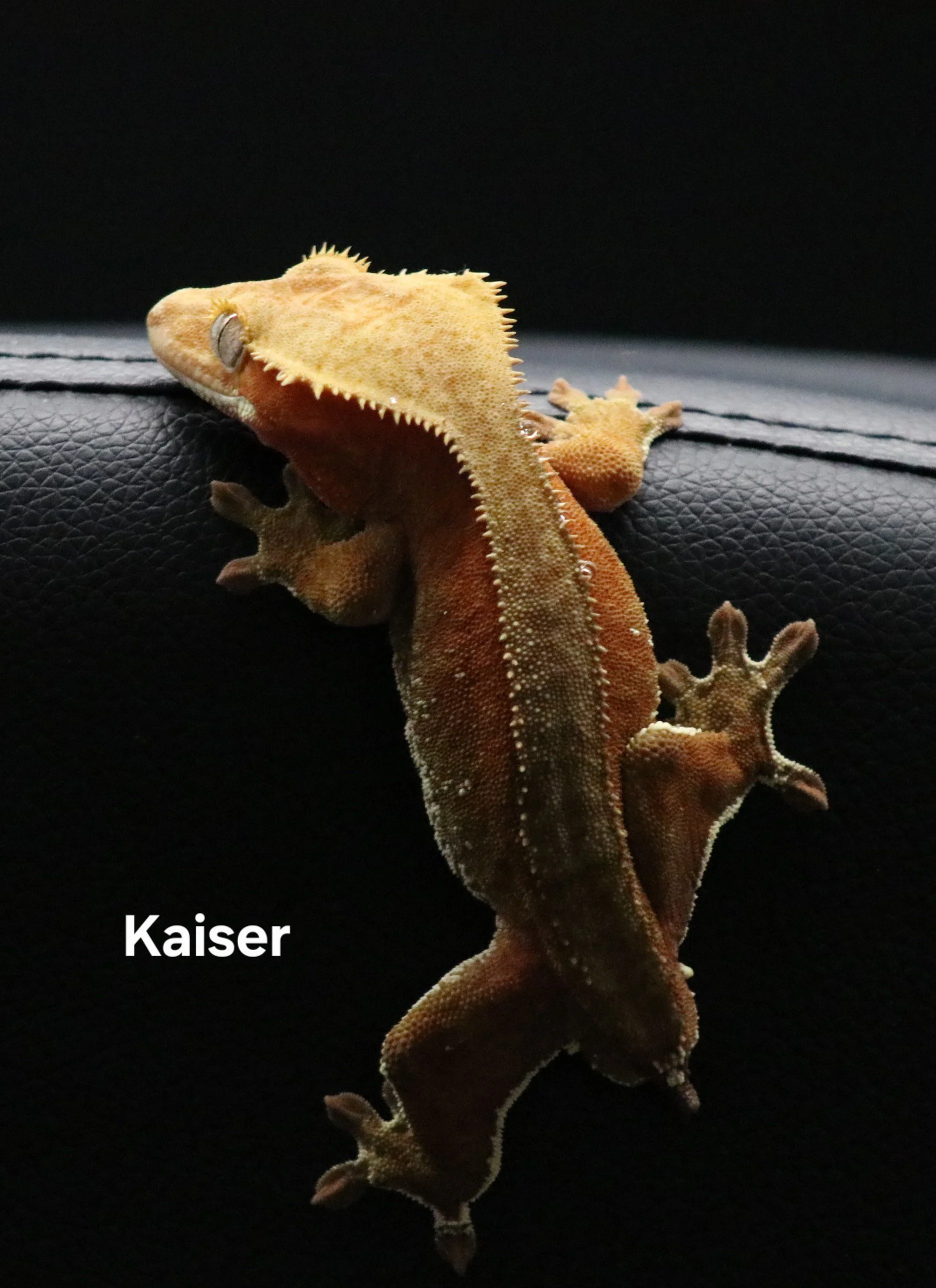 Kaiser.jpg