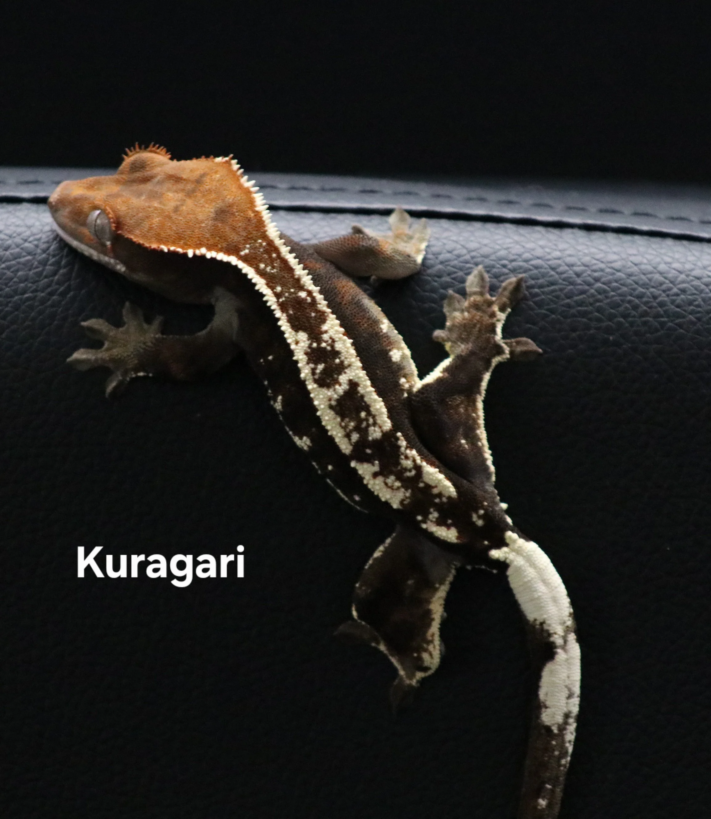 Kuragari .jpg