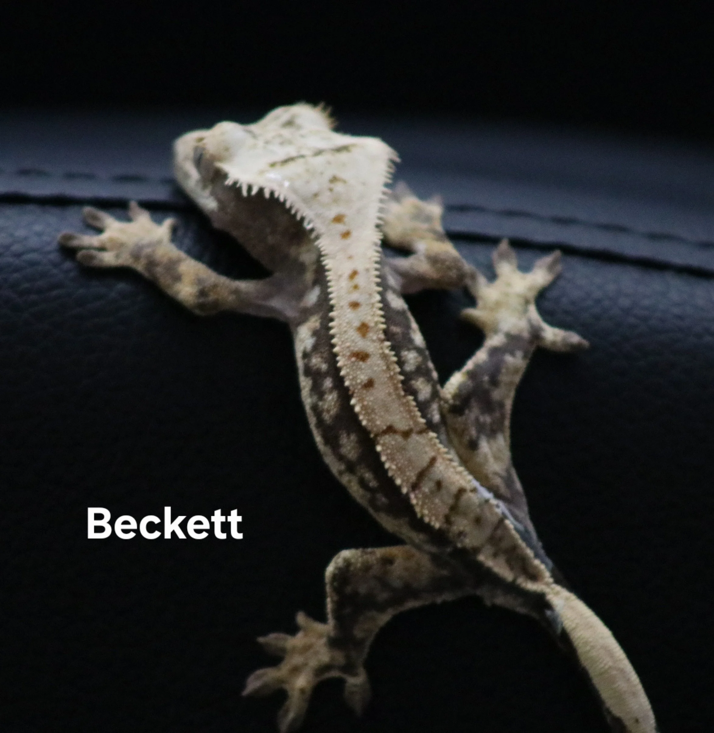 Beckett .jpg