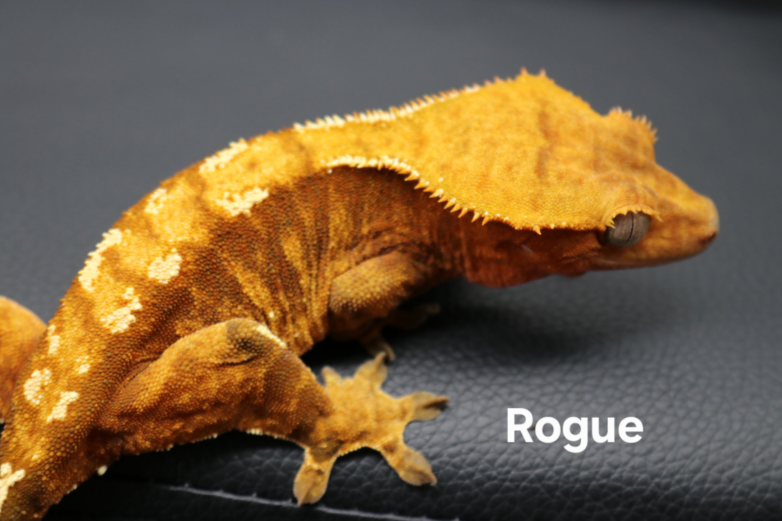 Rogue.JPG