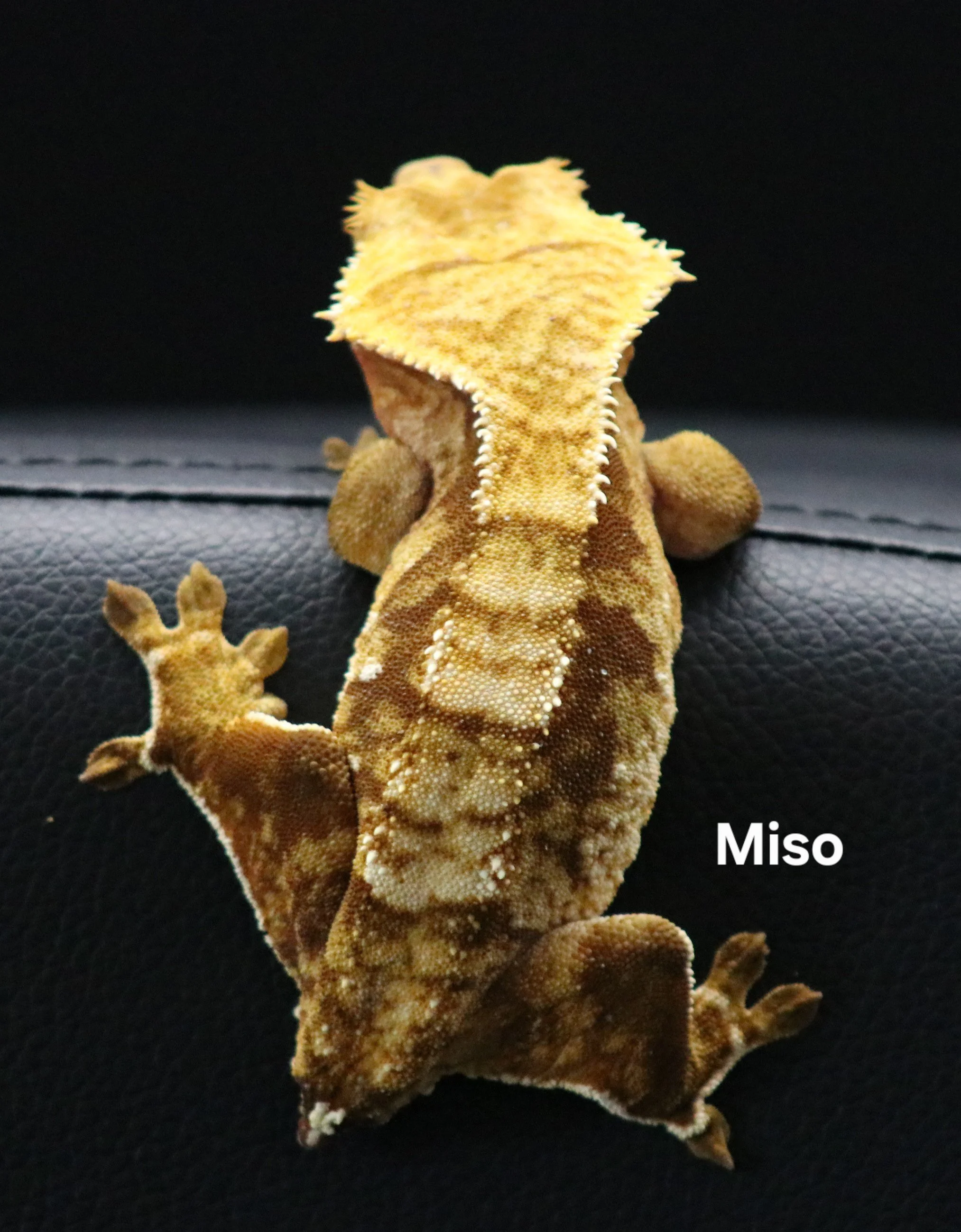 Miso.jpg