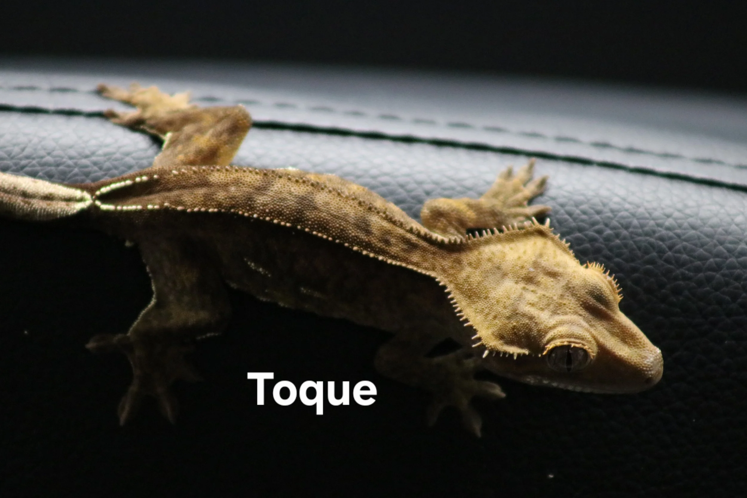 Toque.jpg