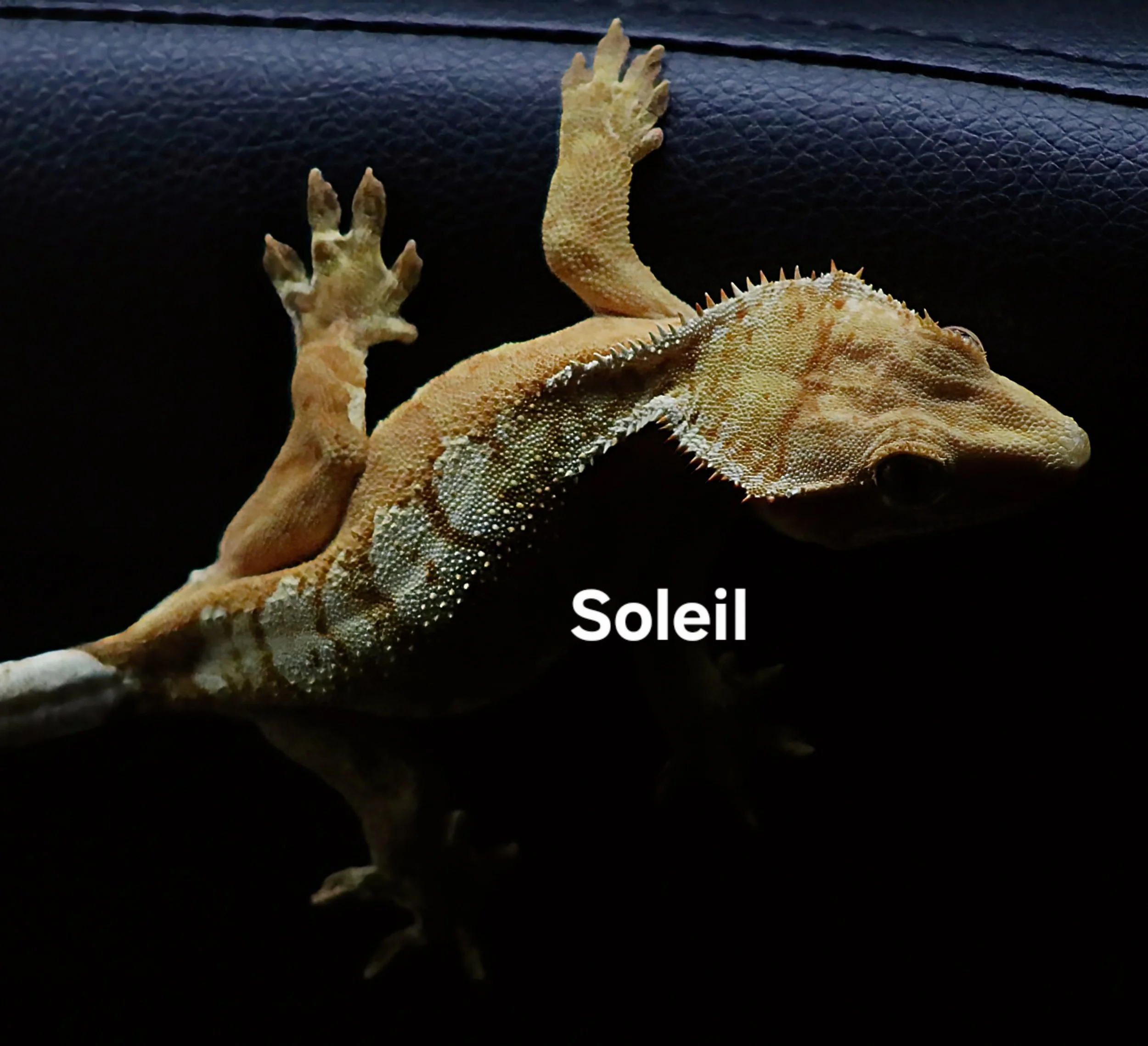 SOLEIL (BACK 2).JPG