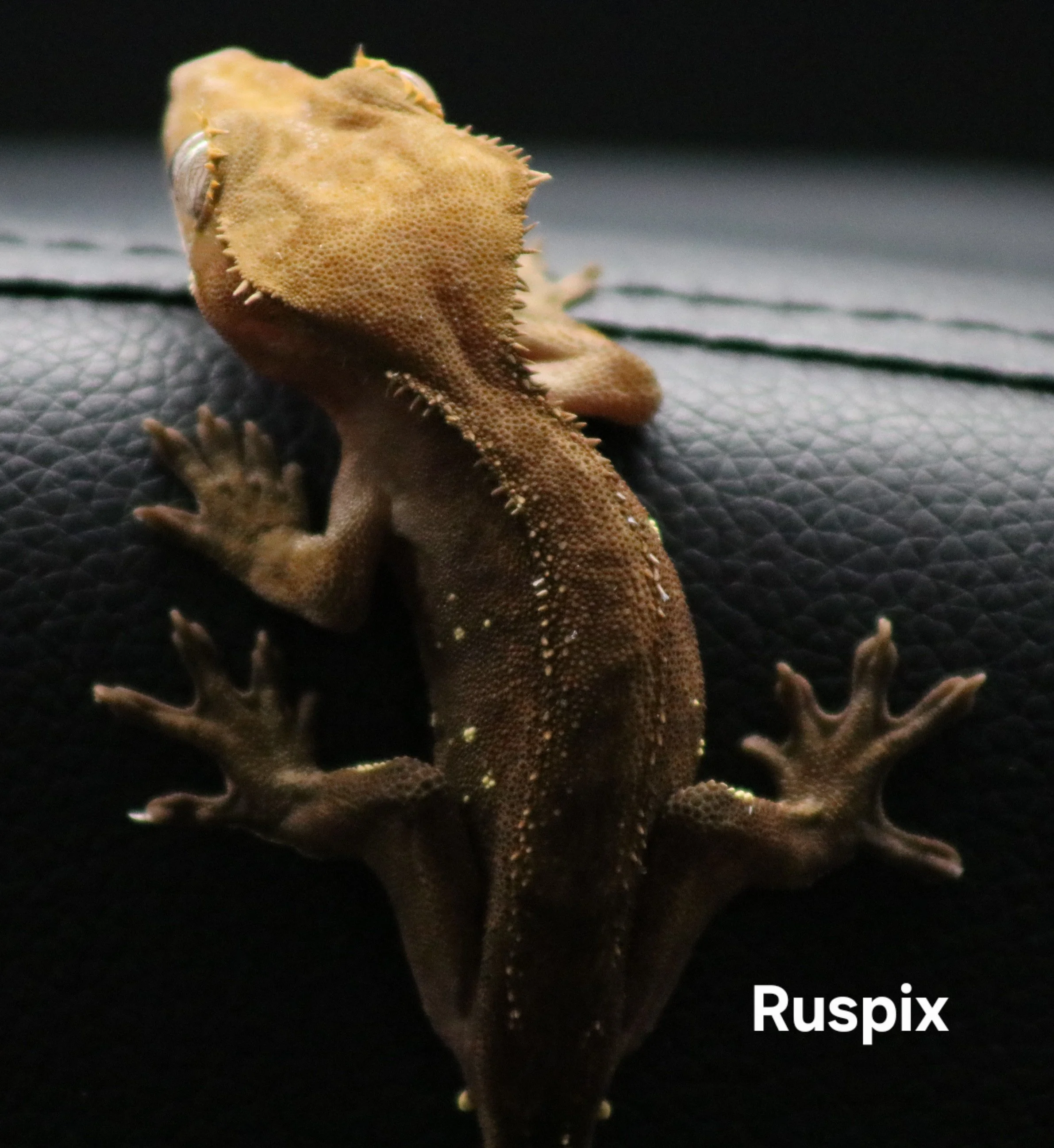 Ruspix .jpg