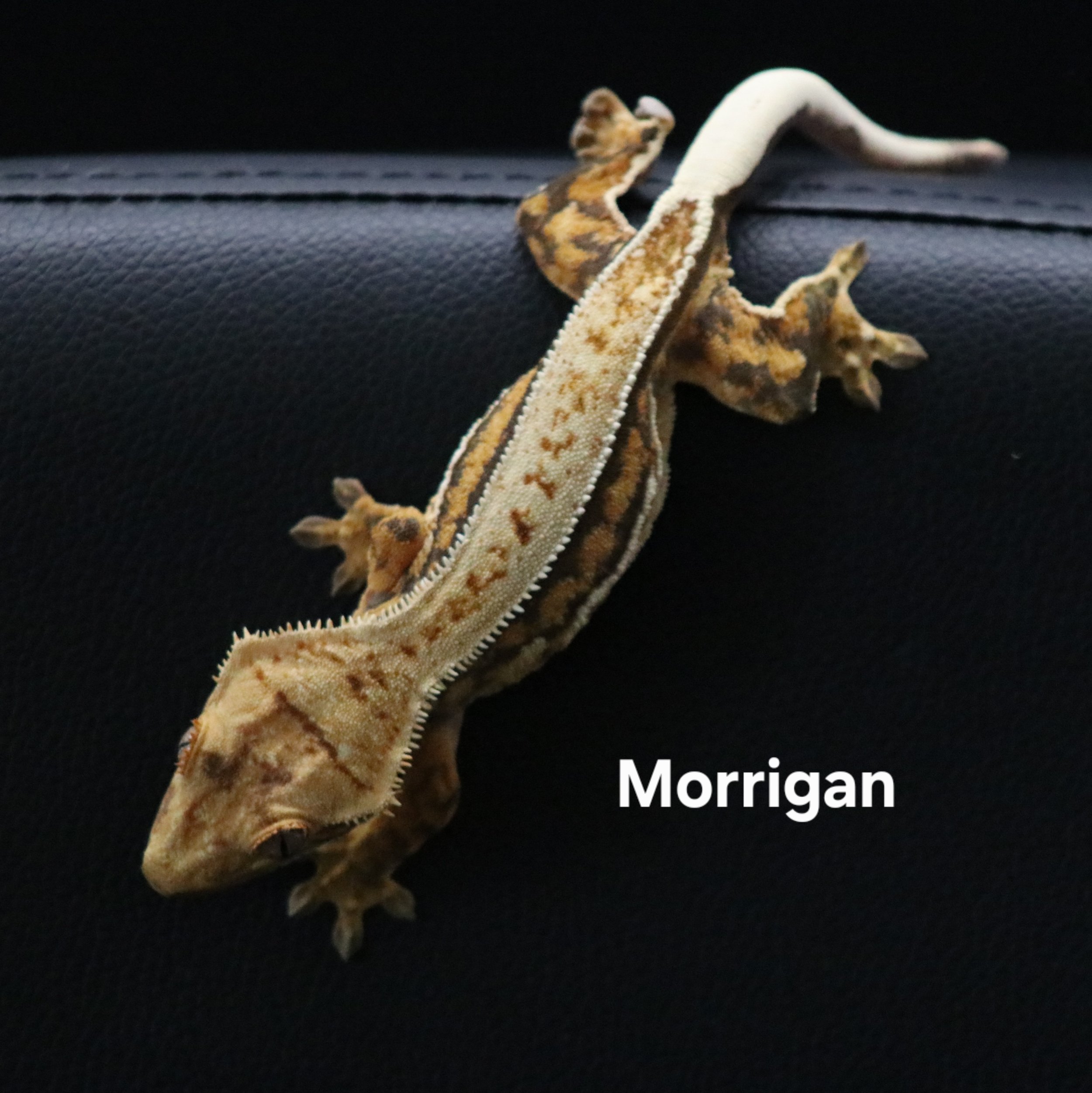 Morrigan.jpg