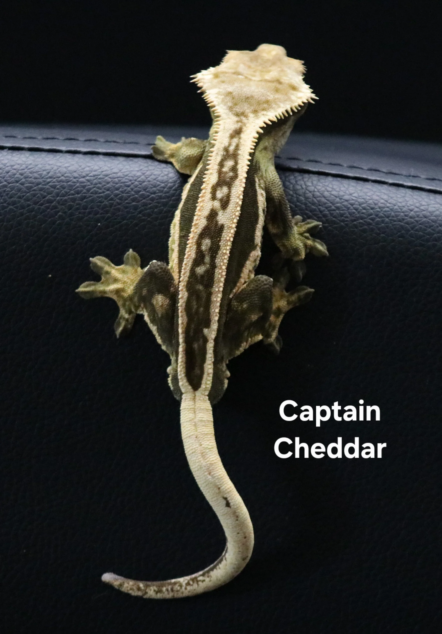 Captain Cheddar .jpg