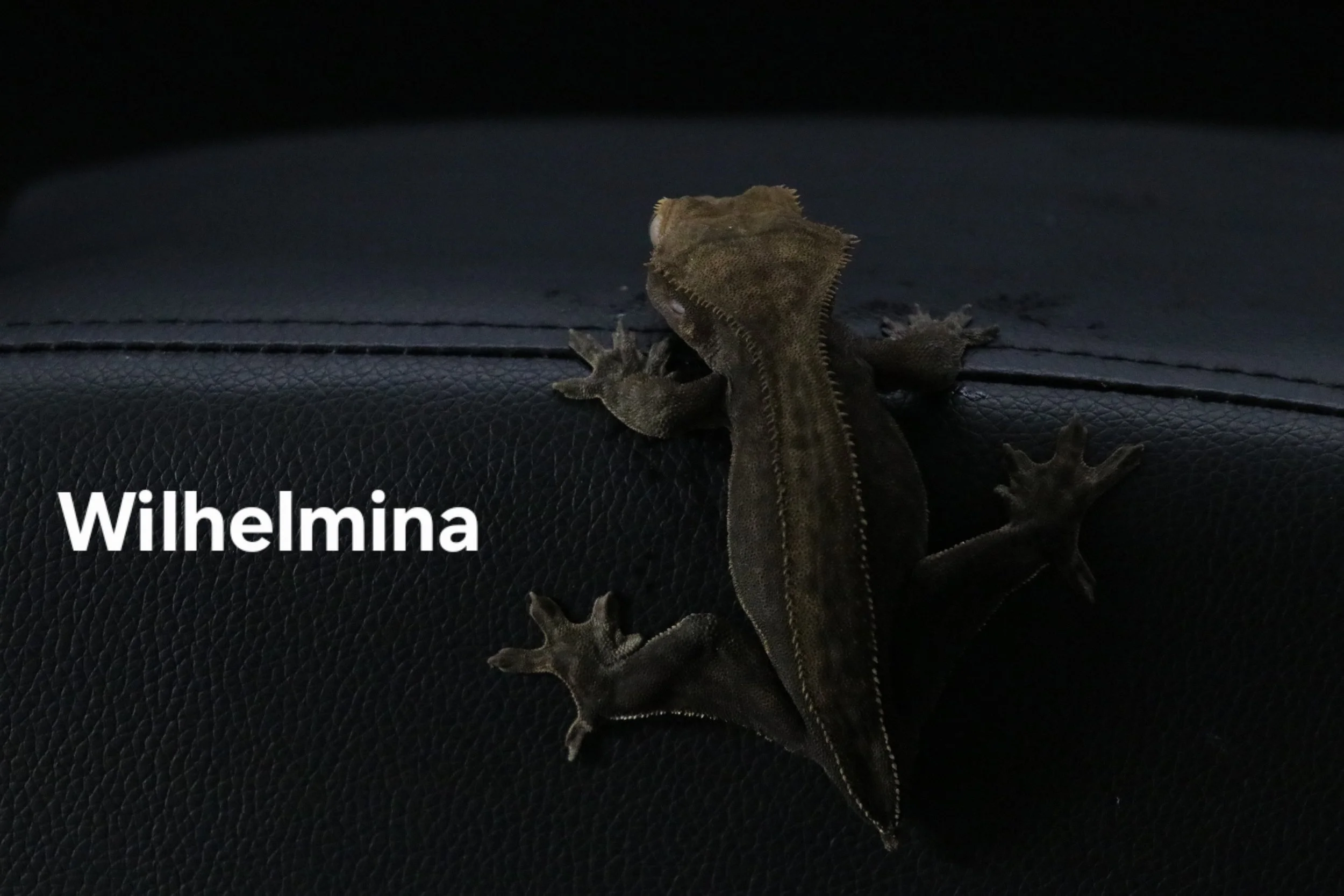 Wilhelmina.JPG