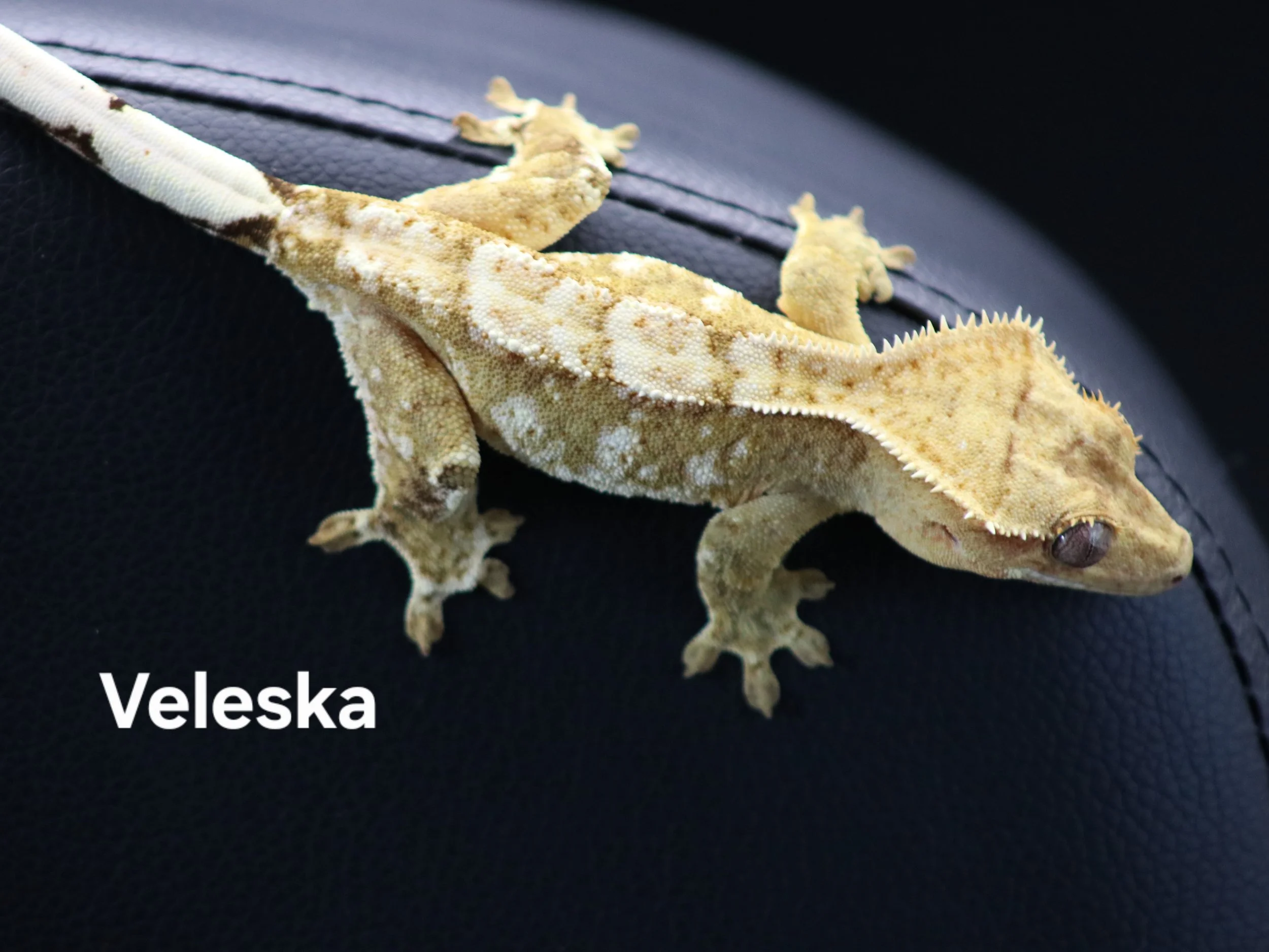 Veleska.jpg