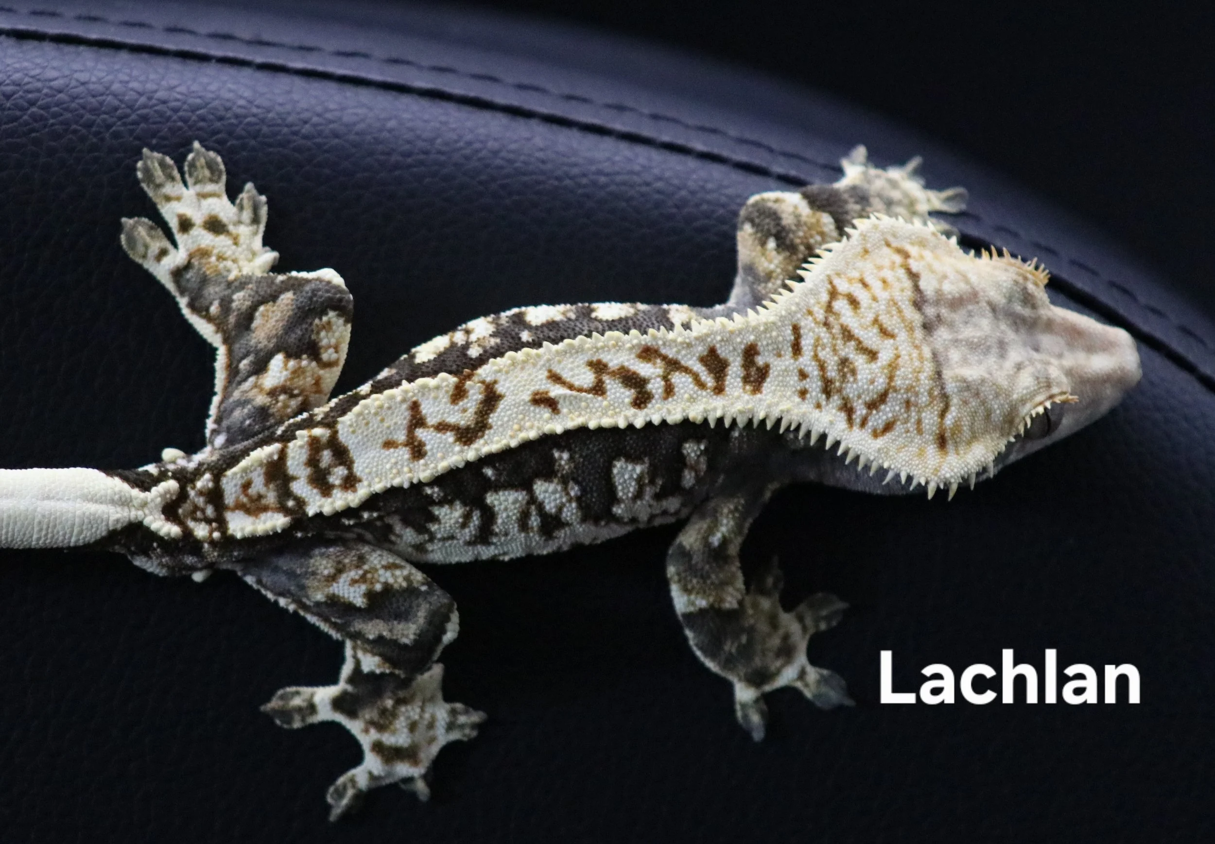 Lachlan.jpg