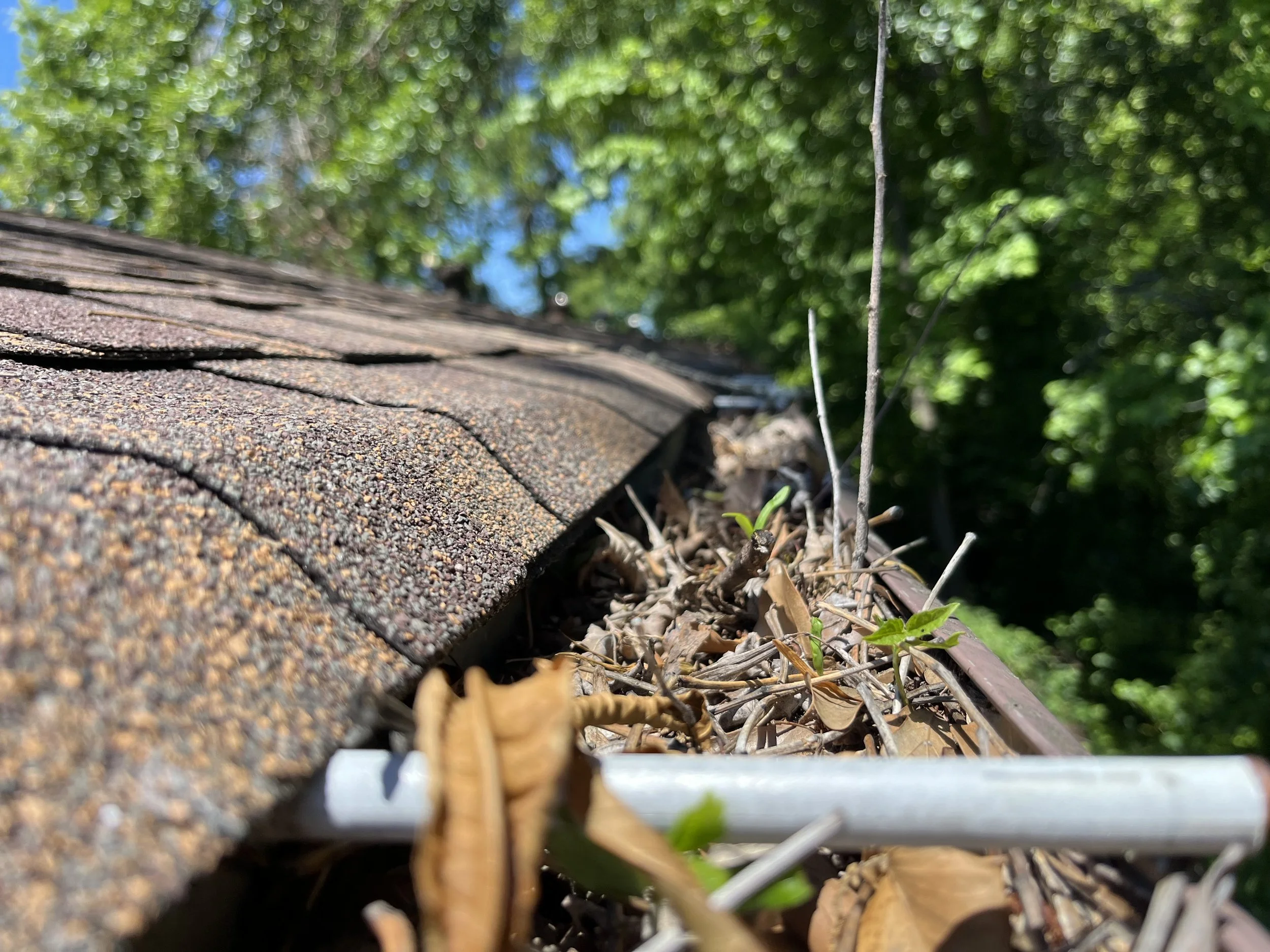Close-up view of a roof with asphalt shingles, leaves, pine needles and small plants in the gutter. church dirty gutters damaging building in Dalton GA