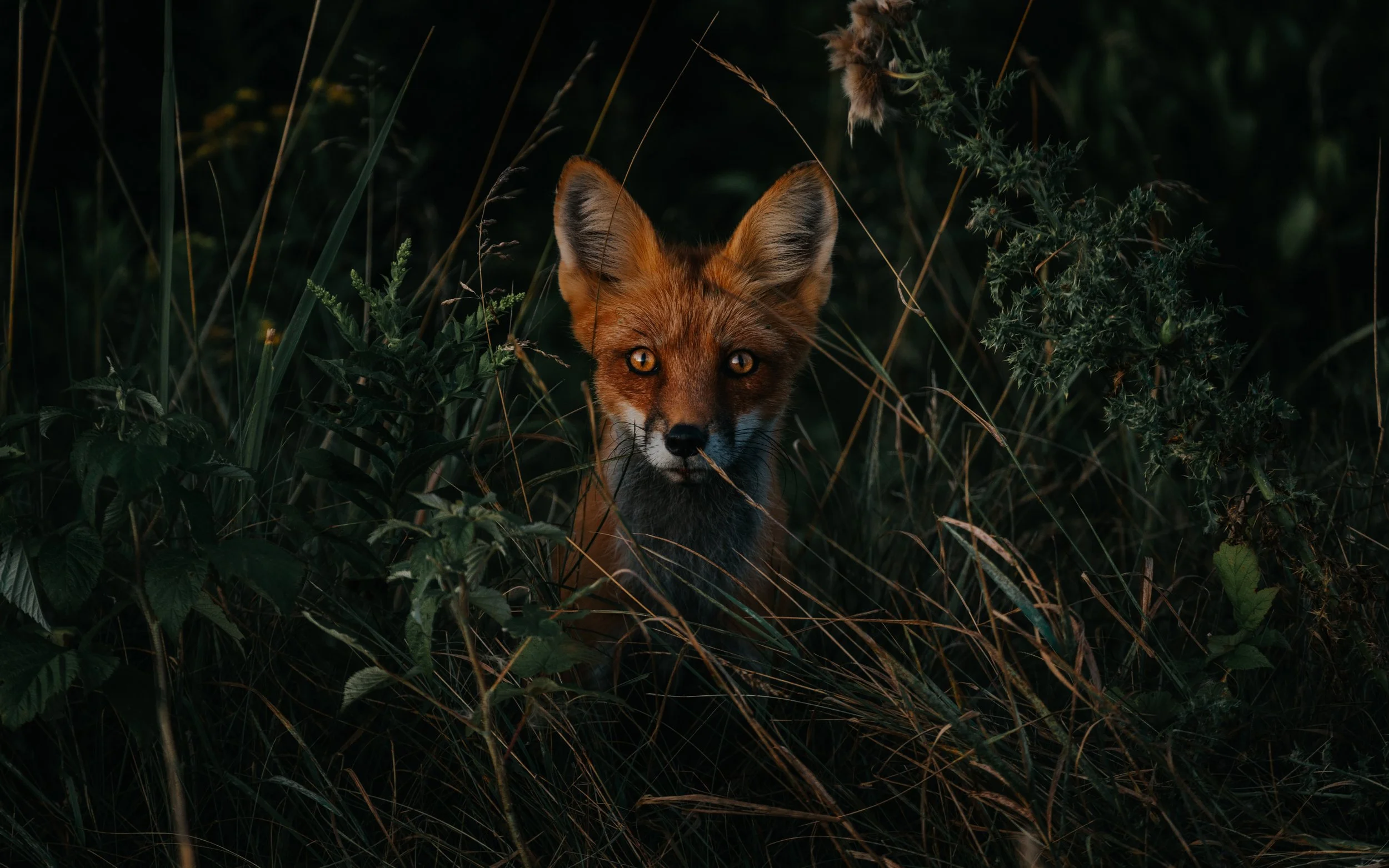 A fox with orange fur and pointed ears sits amidst dense green foliage and tall grass, looking directly at the camera.
