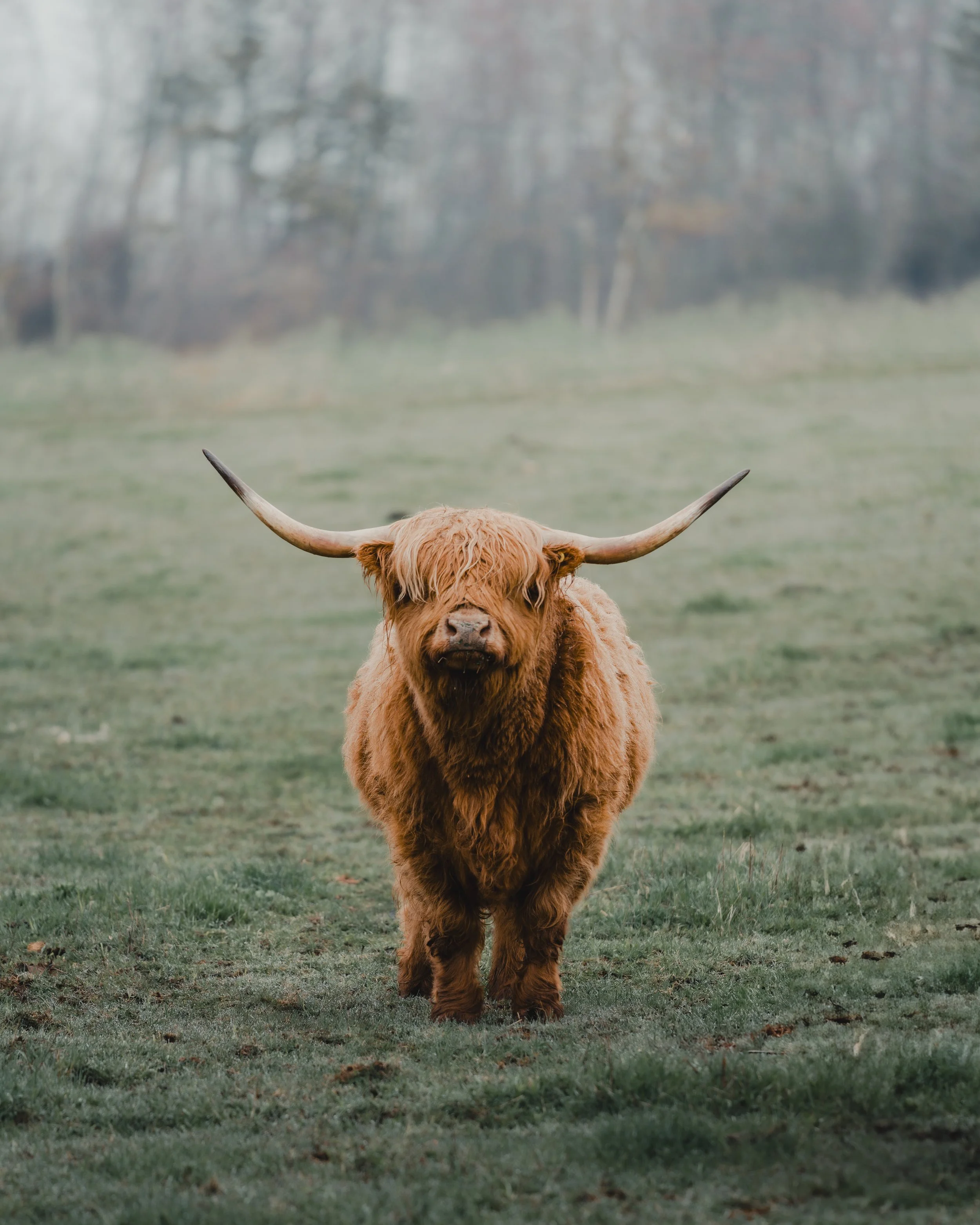 A Highland cow standing in a grassy field with leafless trees in the background.
