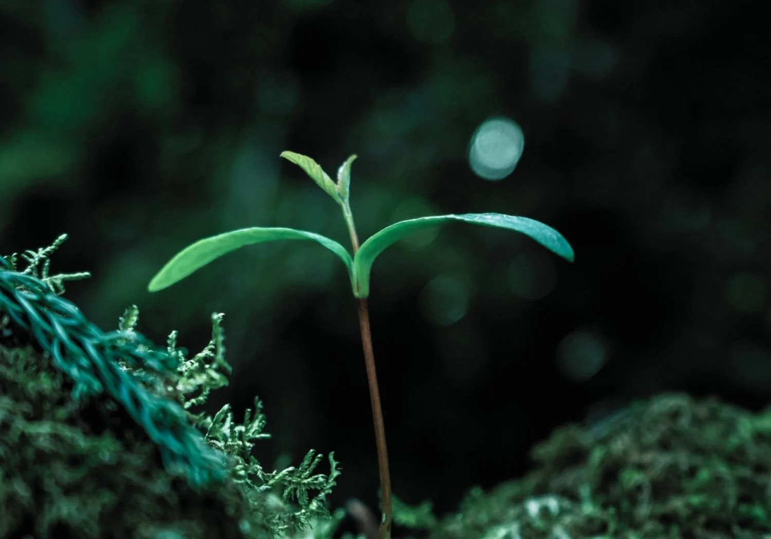 Reger Growth Case Study