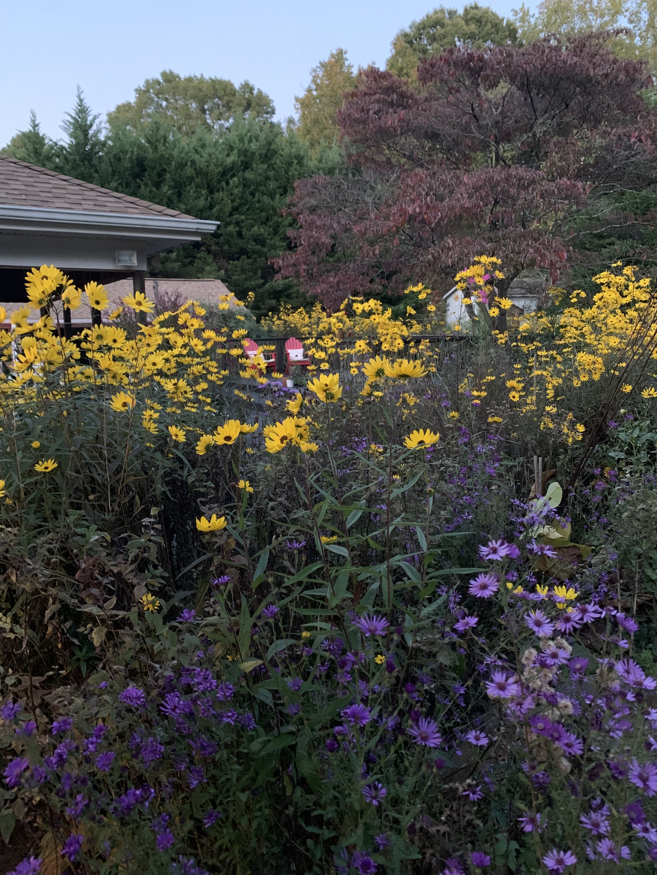 A backyard garden filled with yellow and purple flowers, a large red-leafed tree, and a house with a brown shingled roof in the background.