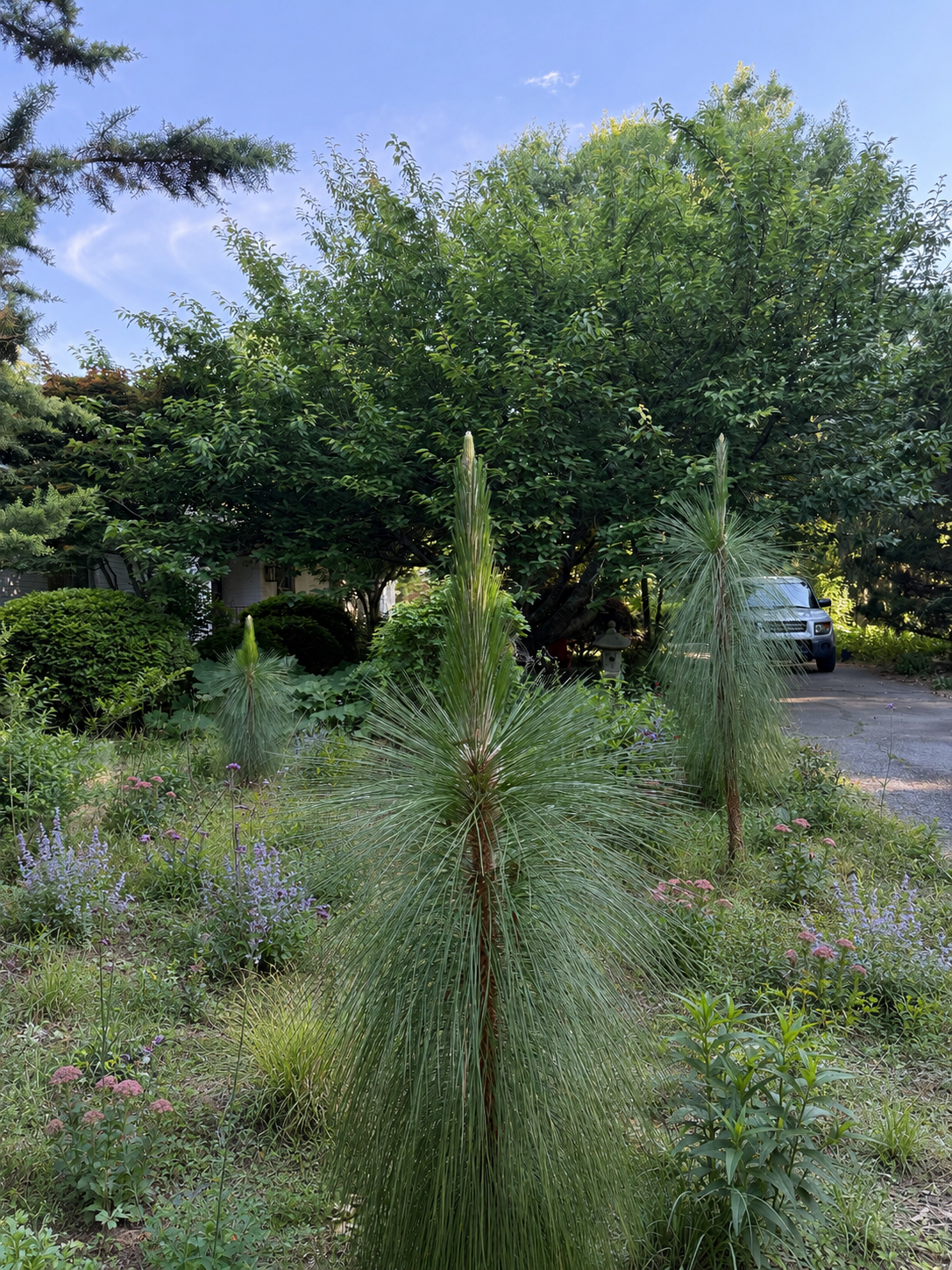 Longleaf Pines in Naturalistic Gardening