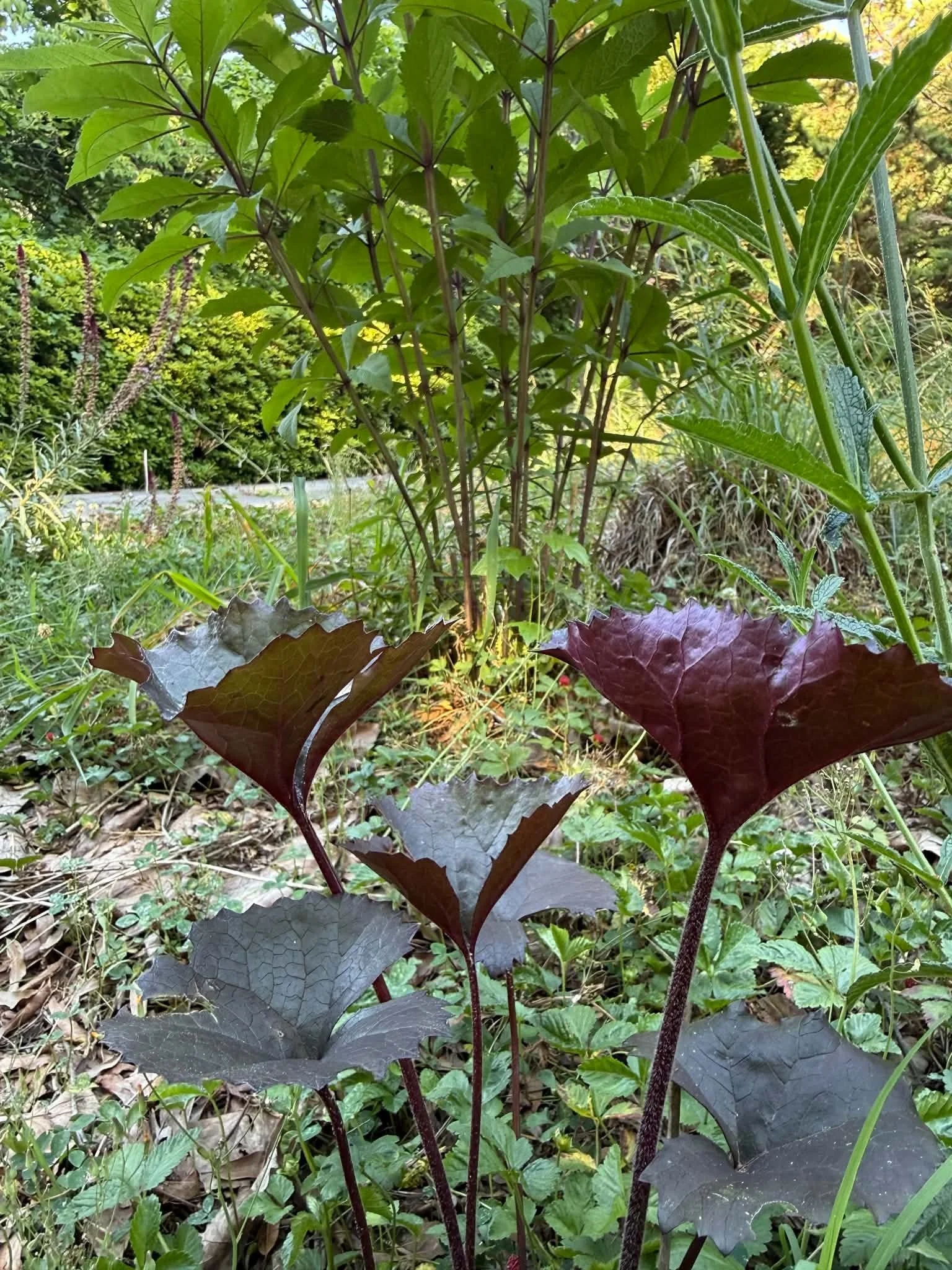  It also does well here with a purple cultivar of Ligularia 