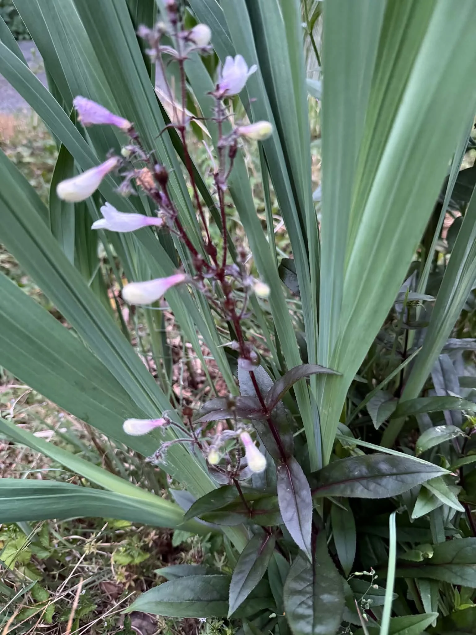 Penstemon 'Dark Towers'