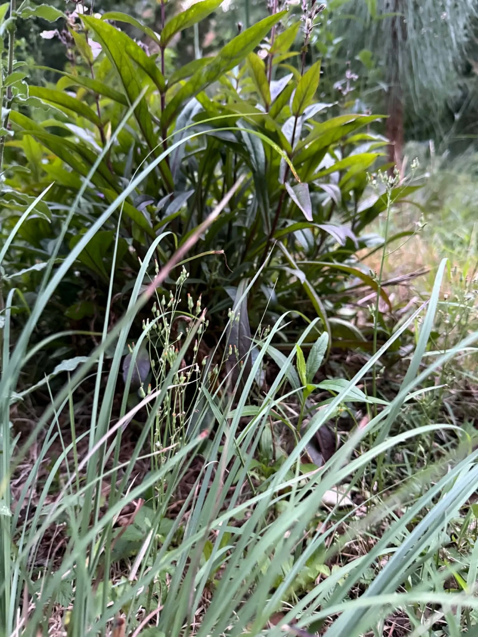  and little bluestem.  