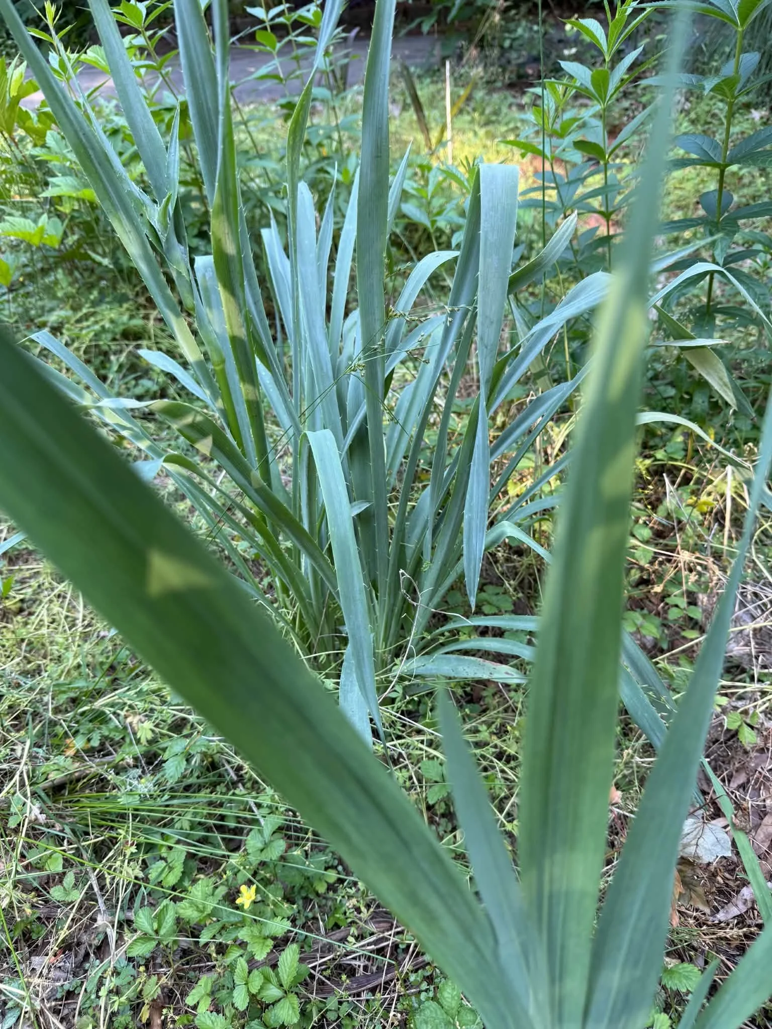 Eryngium is the best of our blue-green foliage (and stems) 