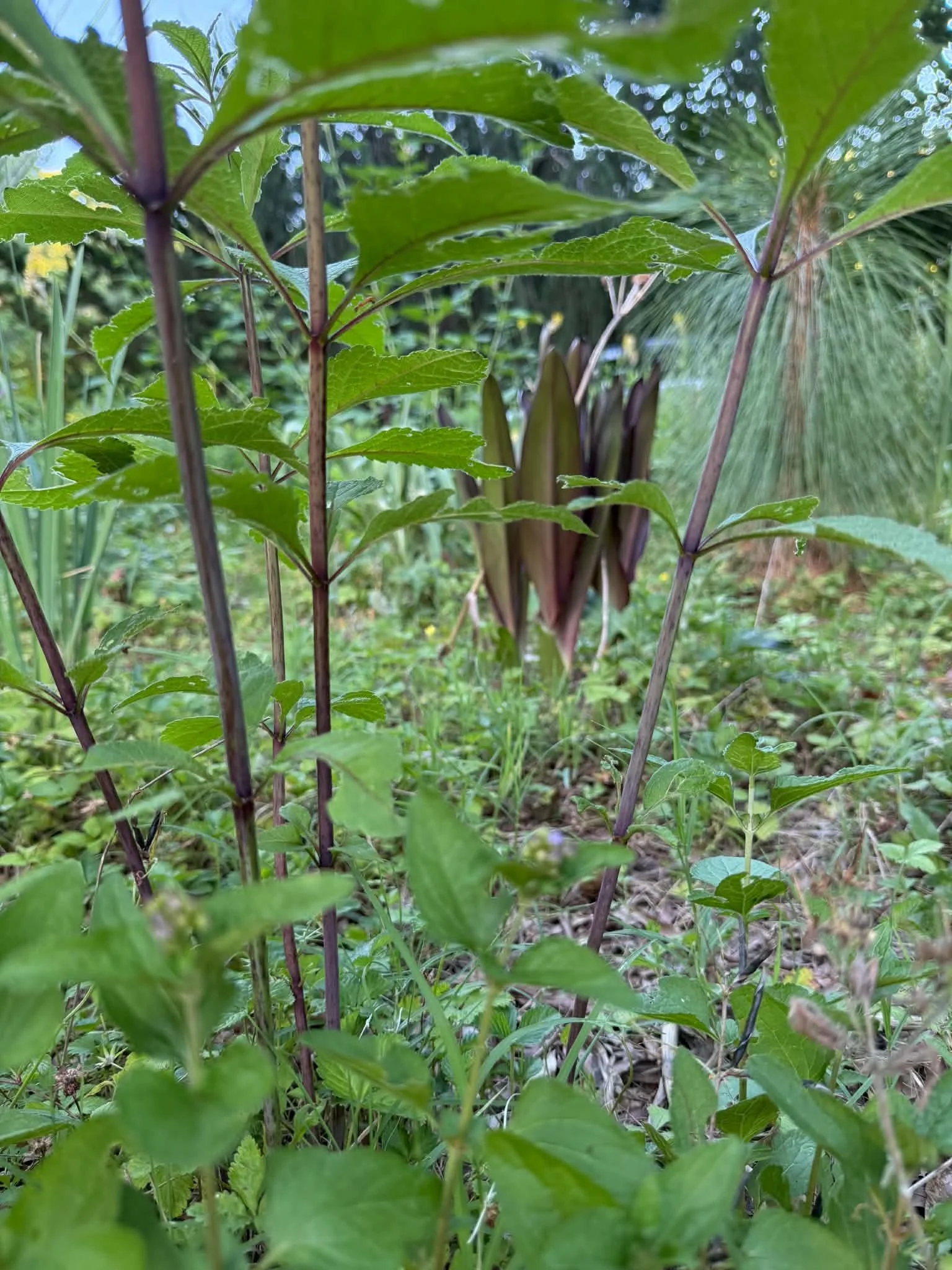 The STEM Effect- how stem pigments quietly shape garden color. 
