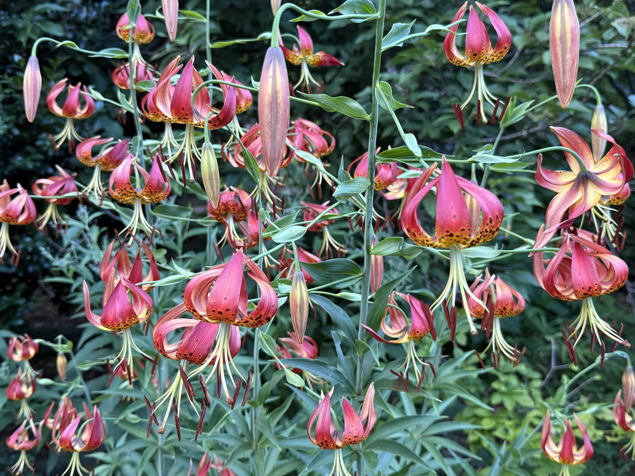 Cluster of pink and yellow lilies with spotted orange and yellow patterns, set against a green leafy background.