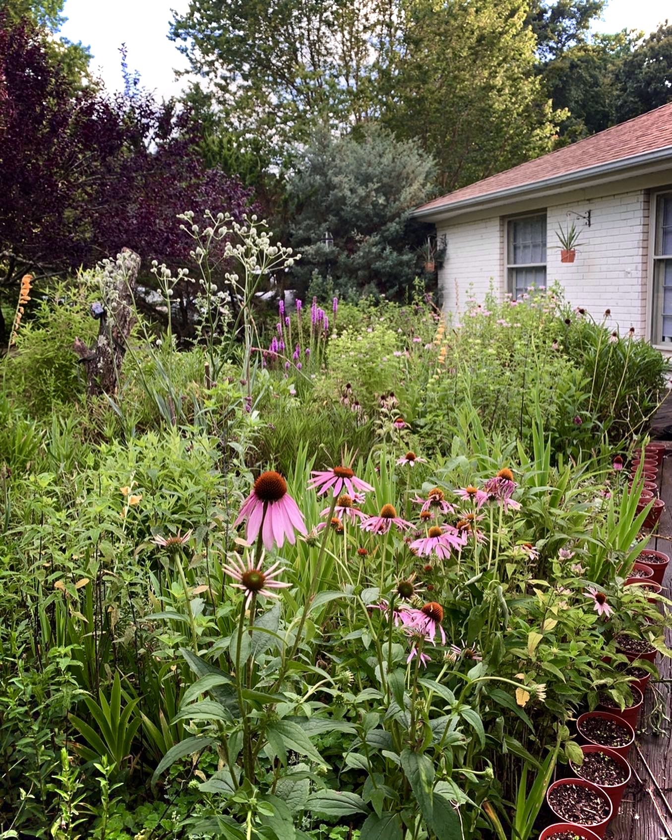 A lush garden with various blooming flowers including purple, pink, and white flowers, next to a white brick house with a red shingle roof.