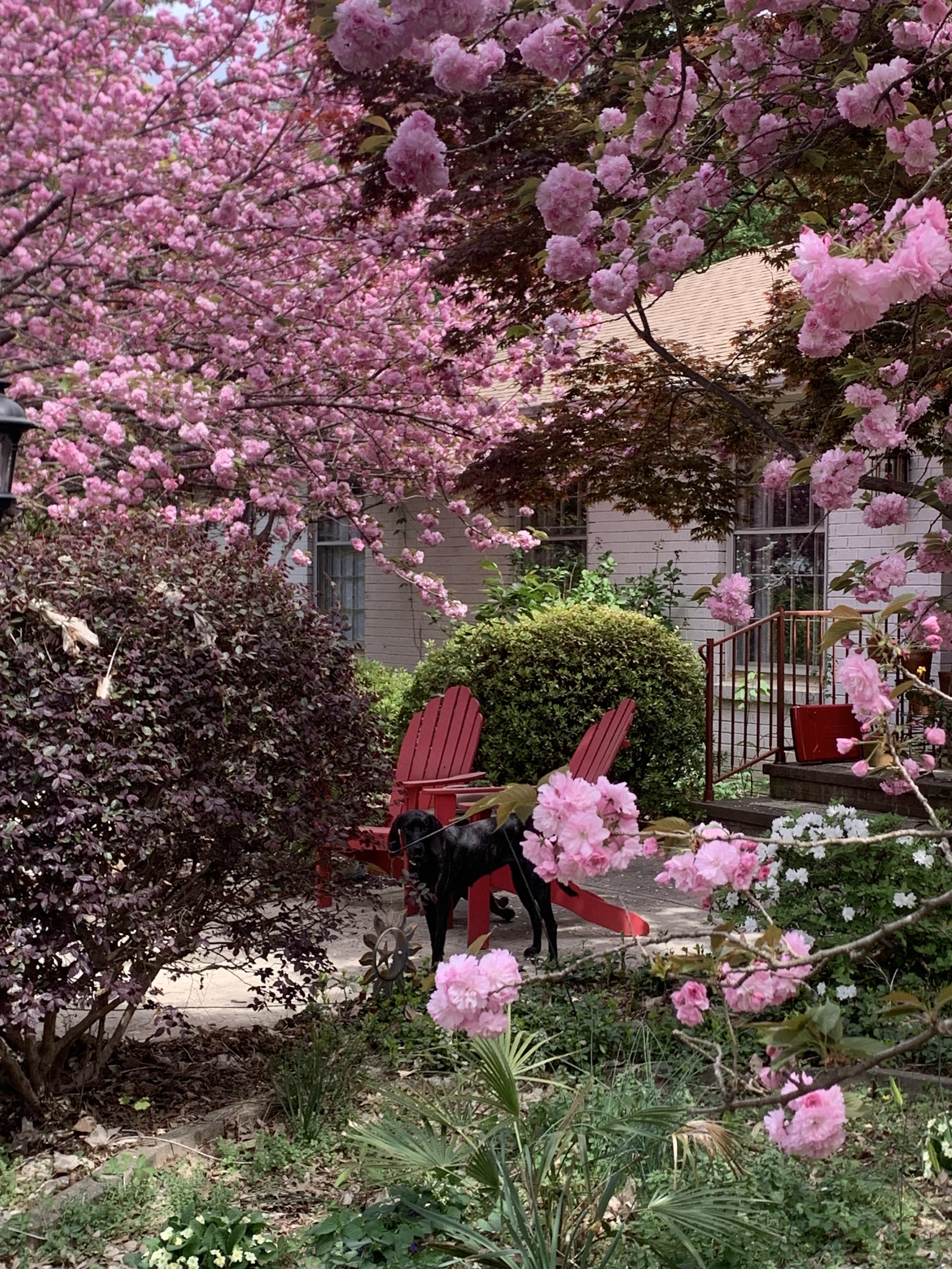 A backyard garden with pink flowering trees and bushes, a red Adirondack chair, a black dog on a leash, and a house with a gabled roof in the background.
