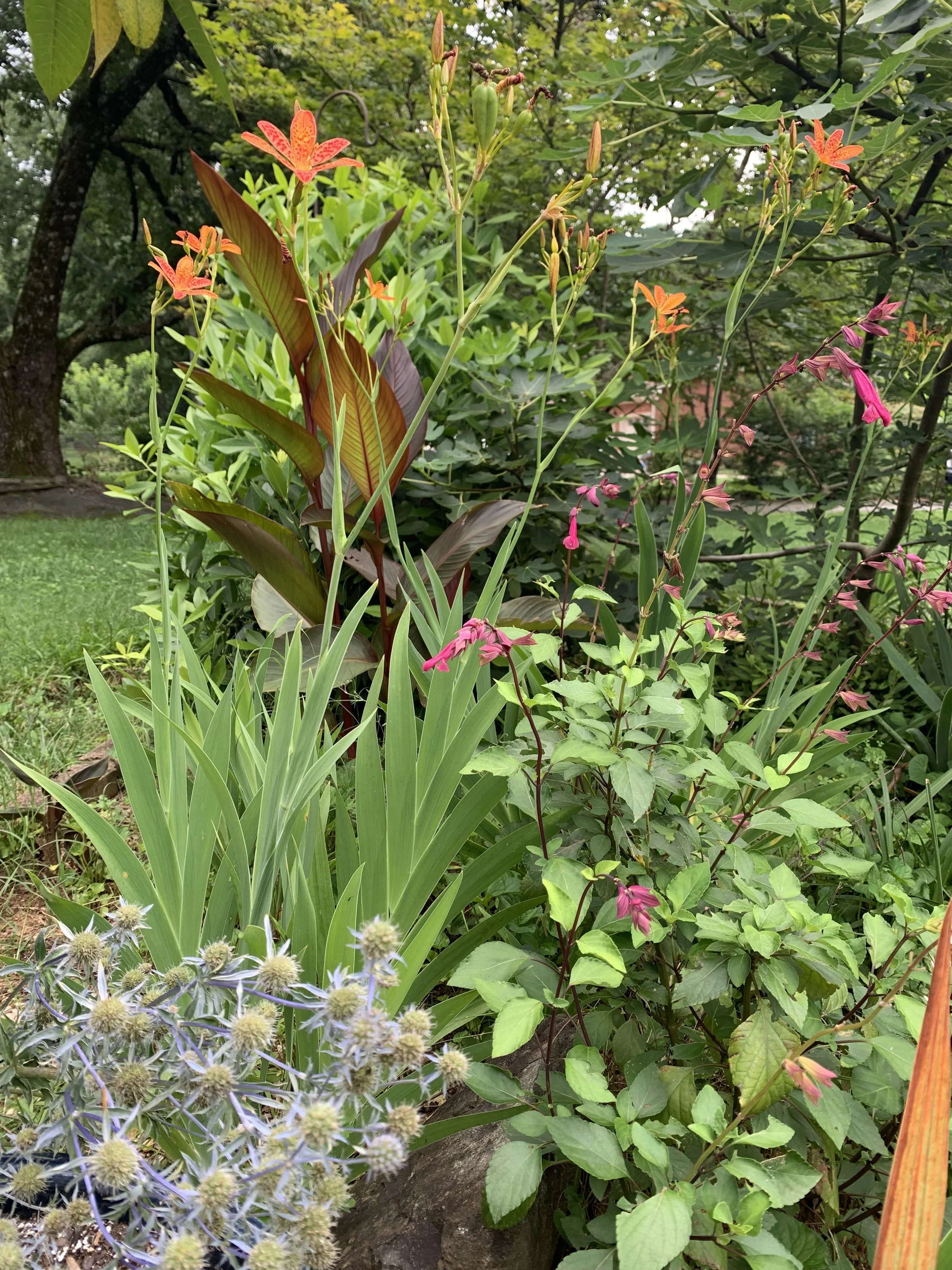 Various plants including orange lilies, pink flowers, and green foliage in a garden.