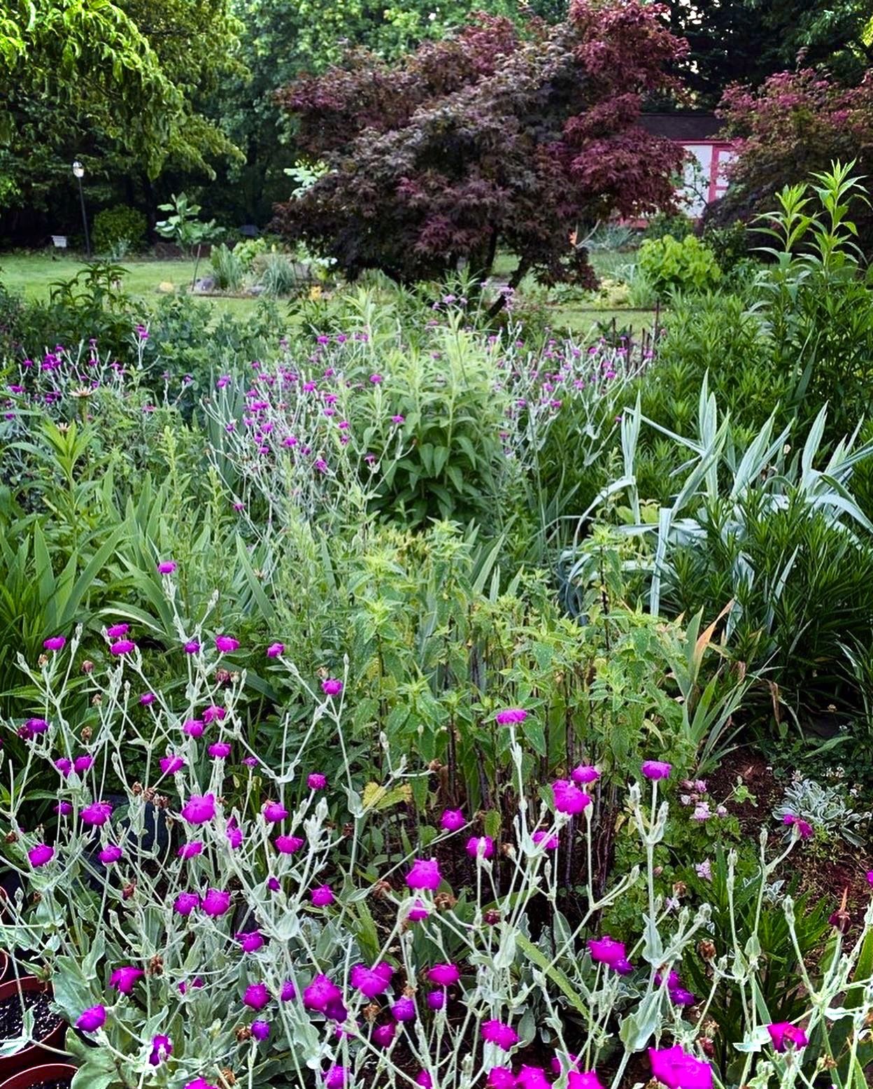 Lush garden with purple wildflowers, green foliage, and a large red-leafed tree in the background.