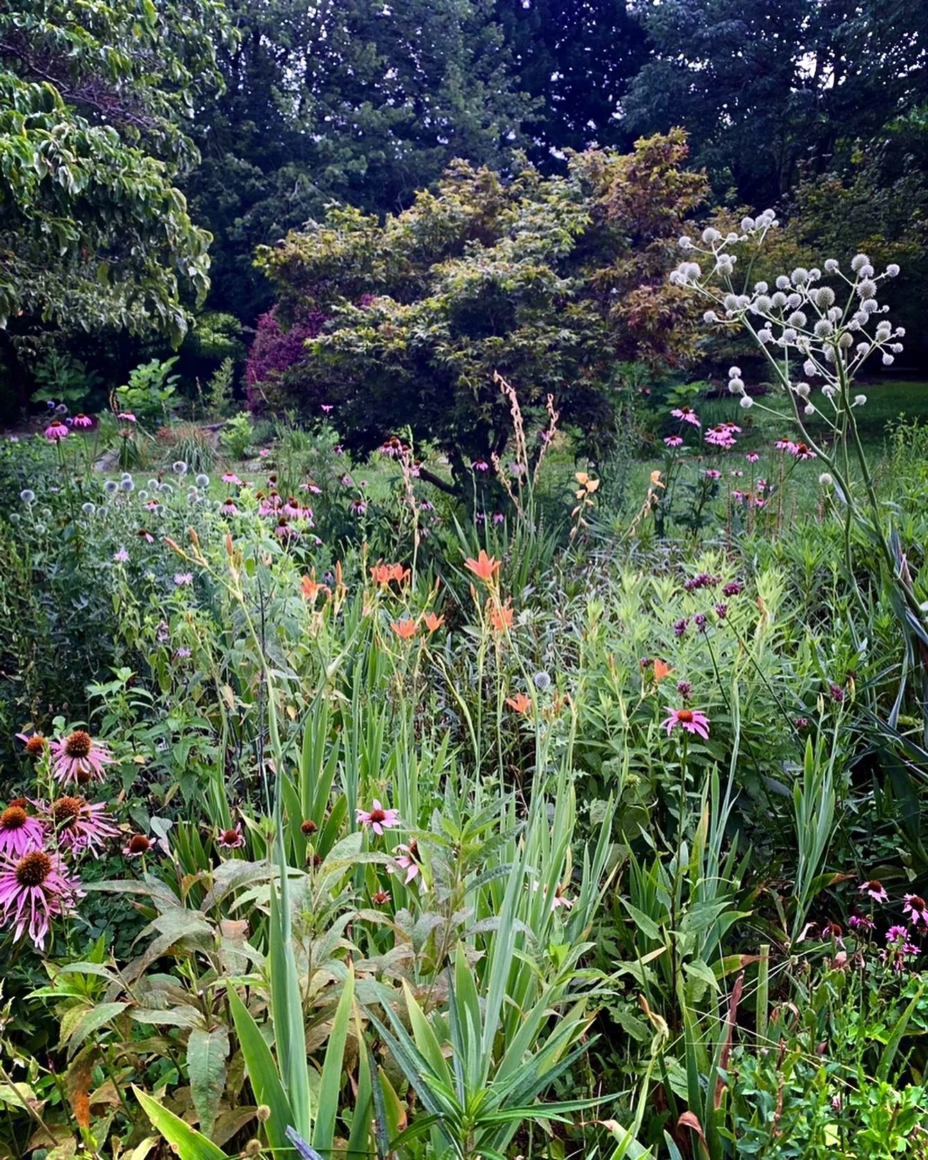 A lush garden filled with various colorful flowers and green foliage, including pink coneflowers, white globe thistles, and orange lilies, with tall trees in the background.