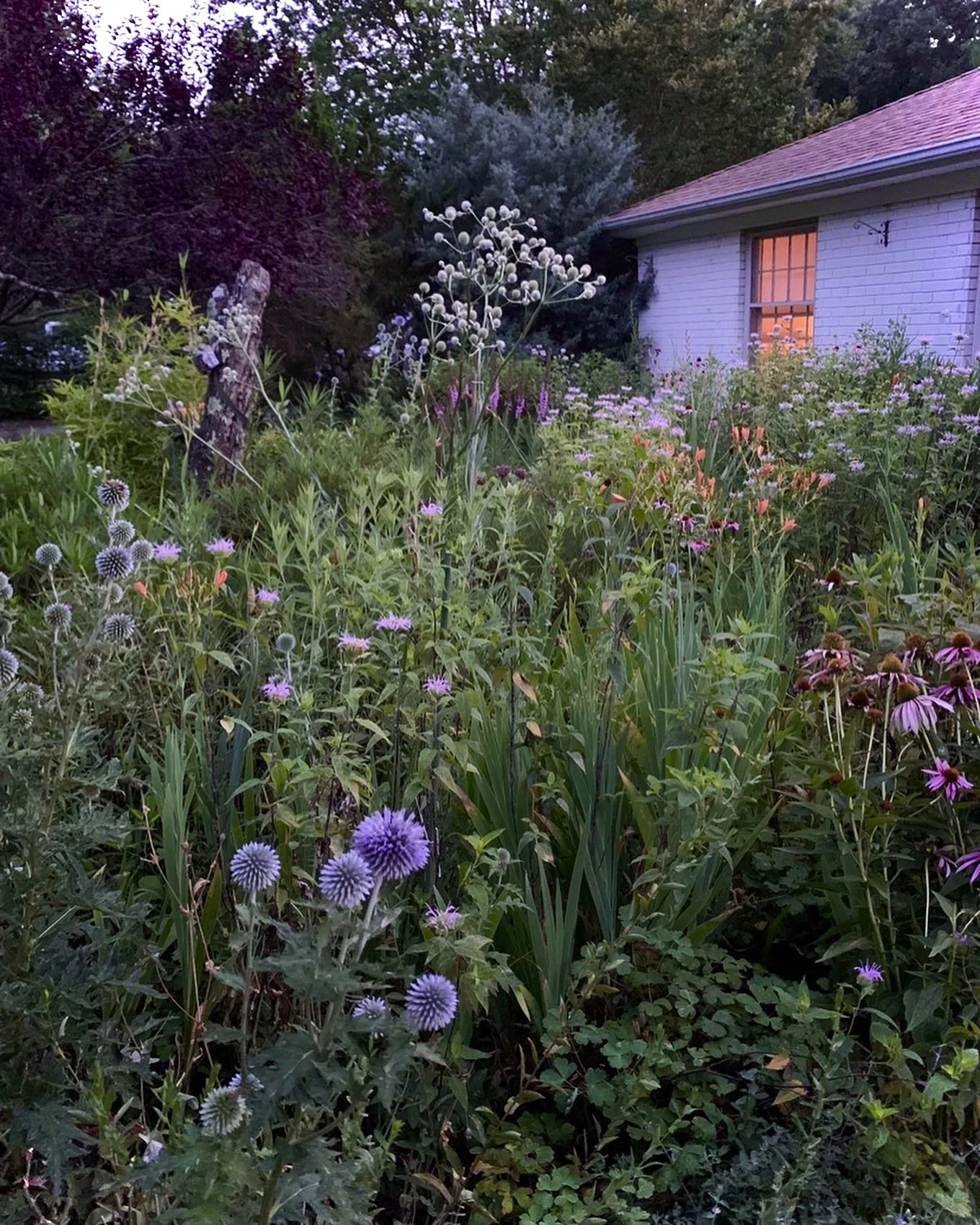 A garden with various flowers including purple, pink, and white blooms, adjacent to a white brick house with a window lit from inside.
