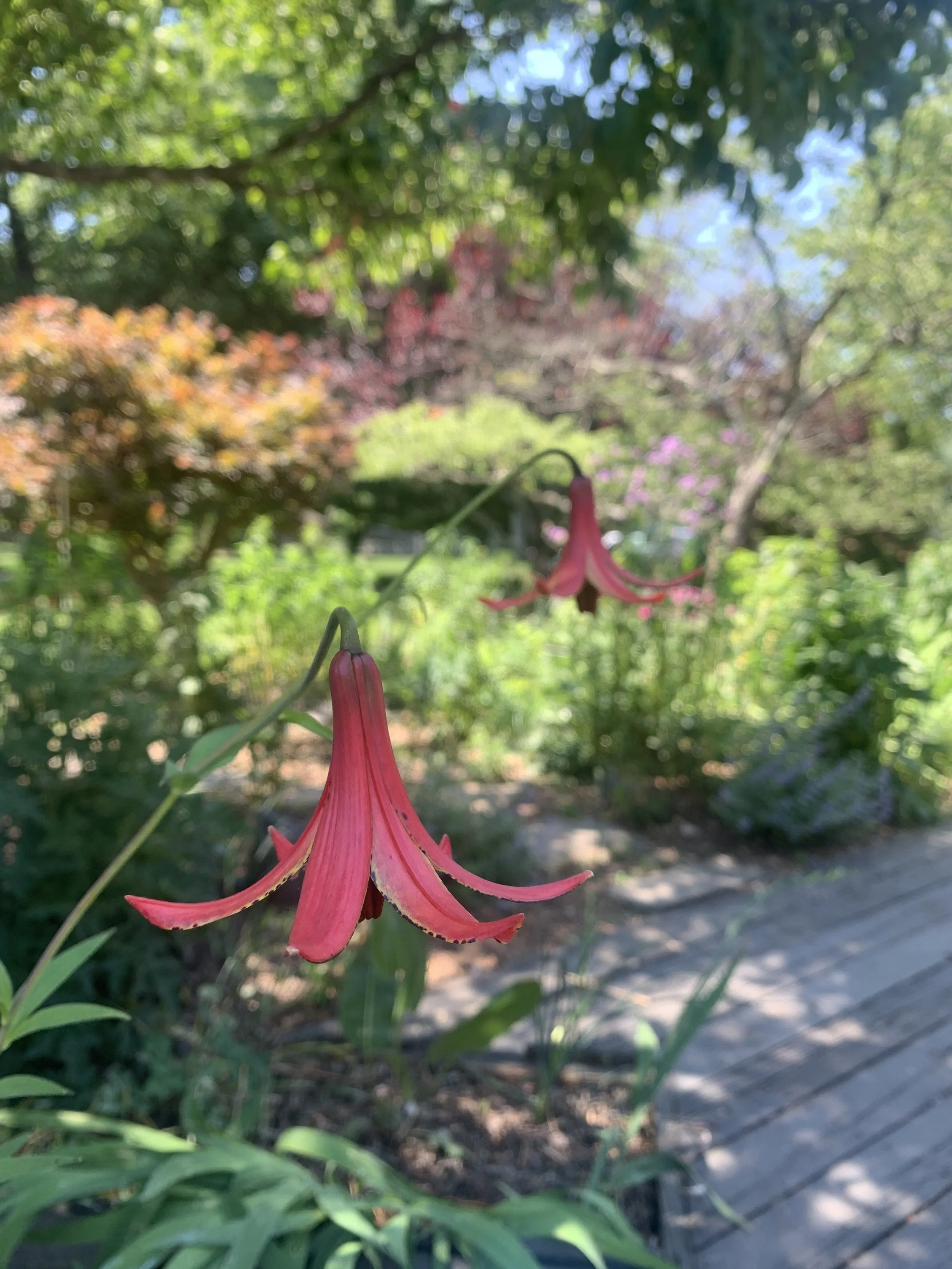 A pink and red flower, likely a lily, hanging downward, with a blurred background of trees and greenery.