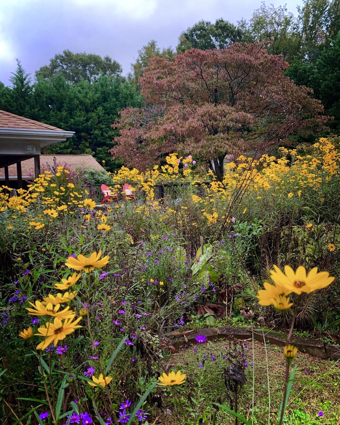 A colorful garden with yellow, purple, and pink flowers, a large pink-leafed tree, and green trees in the background under a cloudy sky.