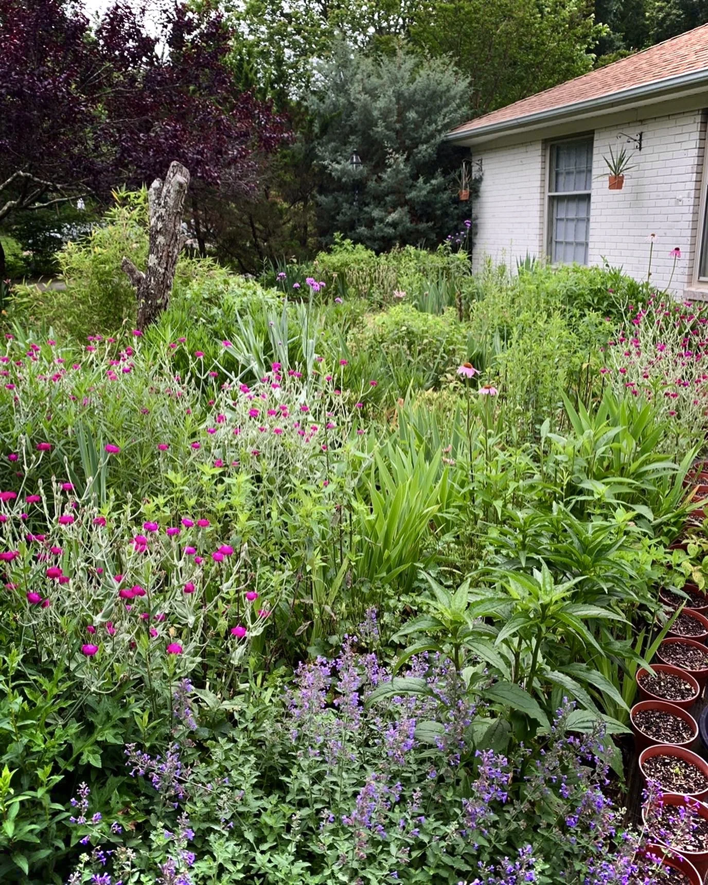 A lush garden with various colorful flowers and green plants beside a white brick house, with a sloped roof and several hanging potted plants.