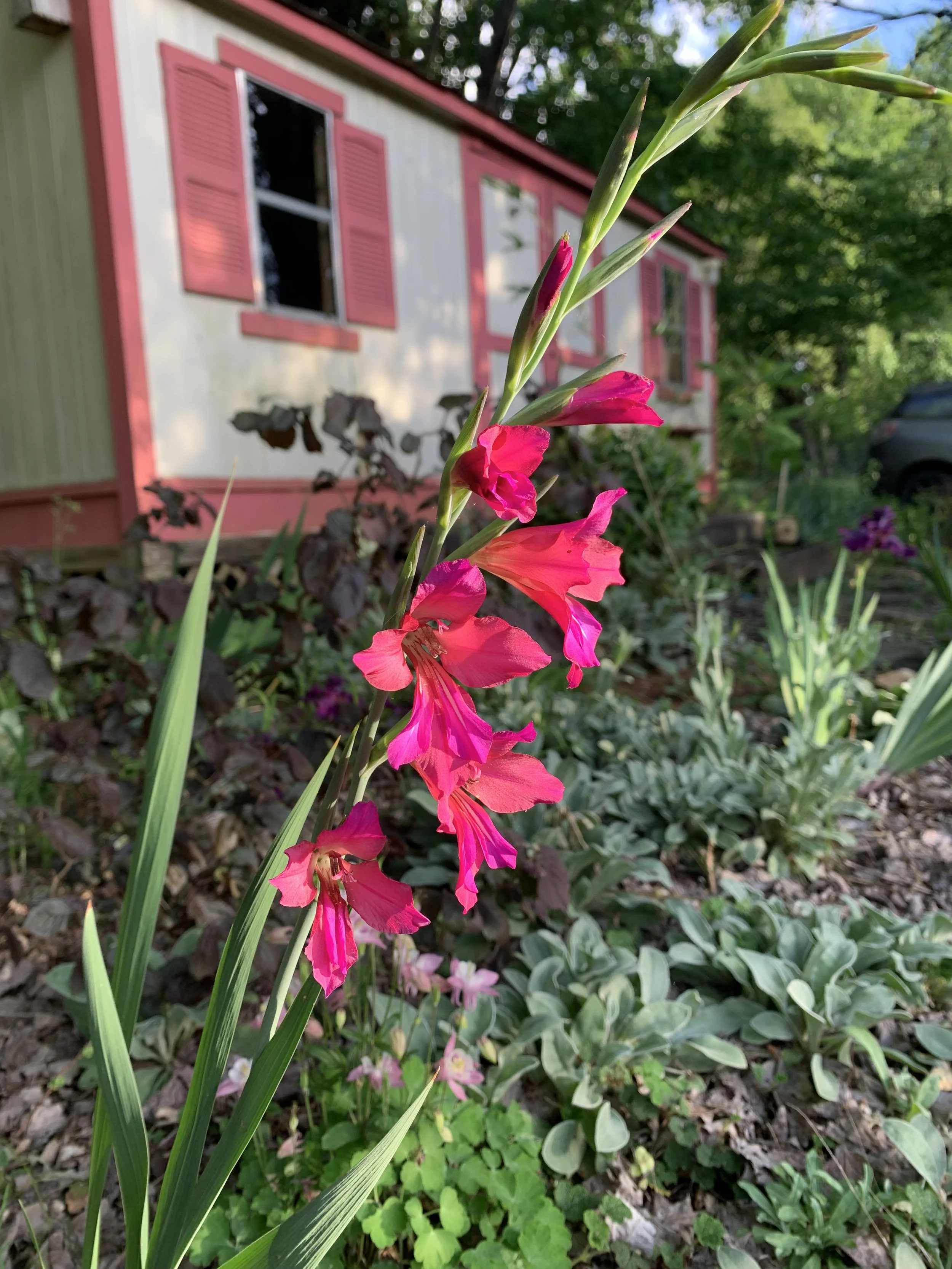 Close-up of pink gladiolus flowers growing in a garden with a house in the background and green foliage around.