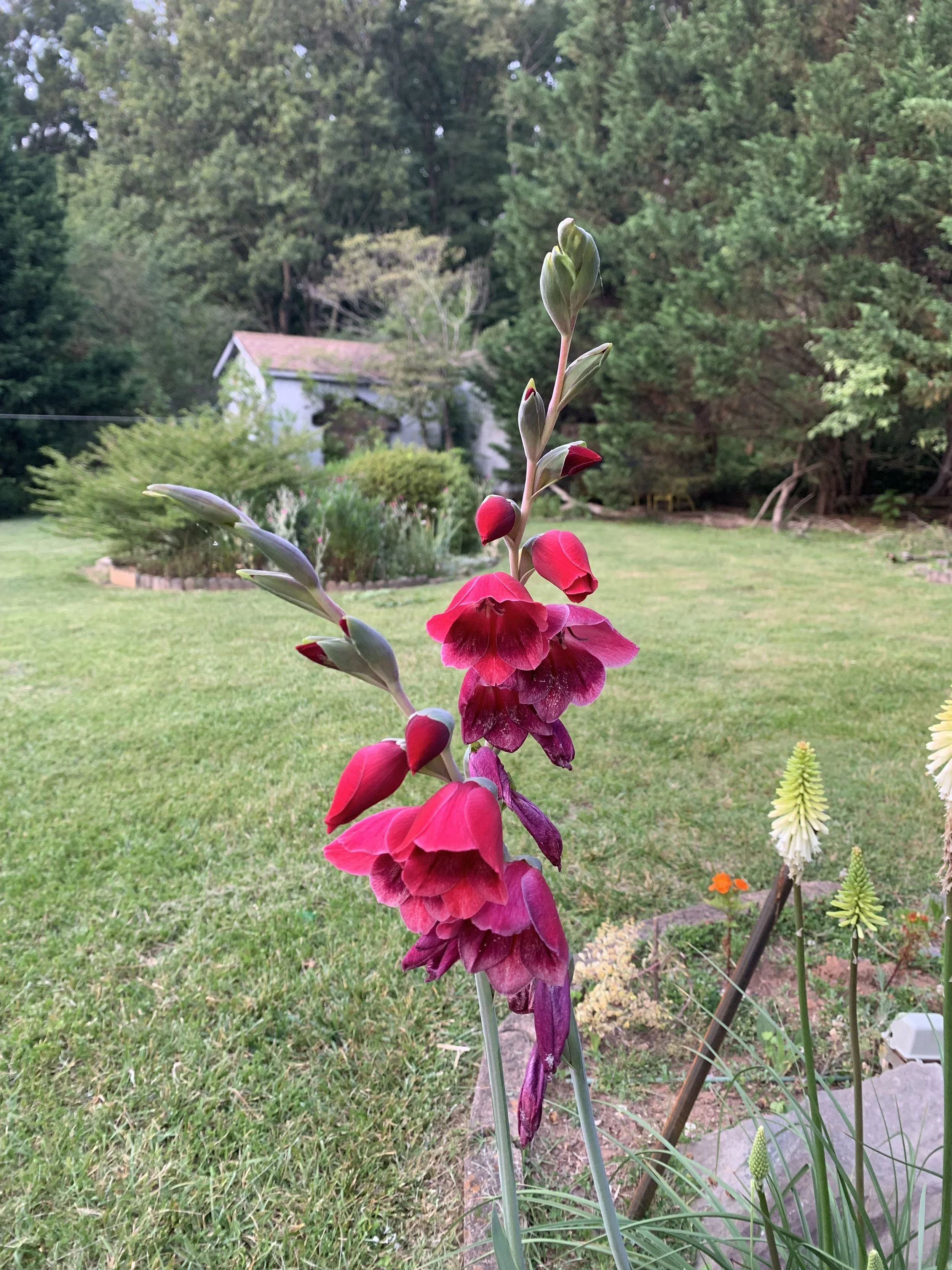 A red and pink flower with multiple blossoms on a tall stem in a backyard garden, with green grass, trees, and a white house in the background.