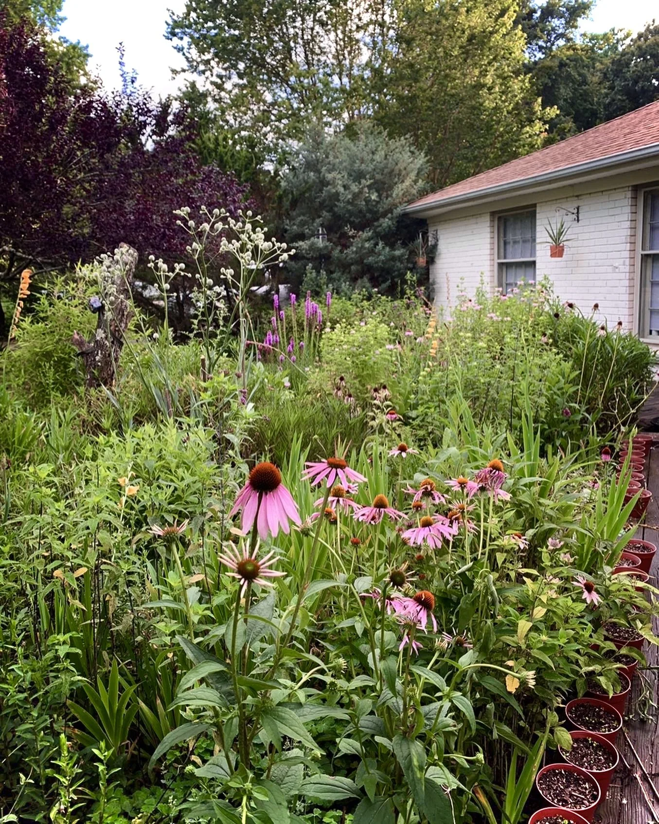 A lush garden filled with various blooming flowers and green plants, with a white house featuring windows and a red-tiled roof in the background.