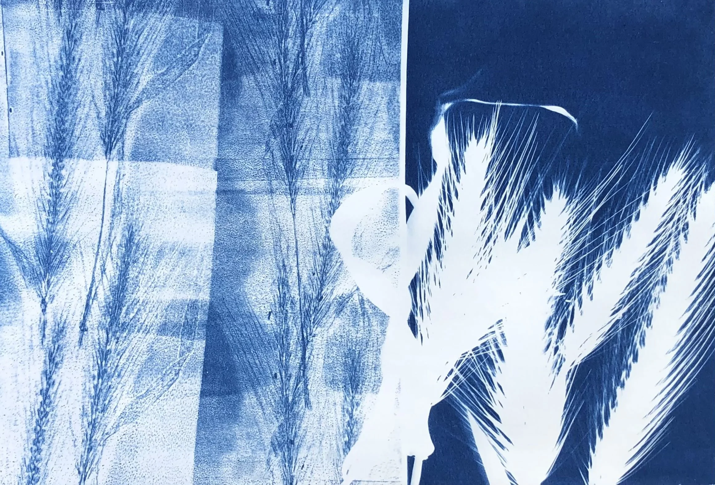 Wheatgrass Cyanotype Print